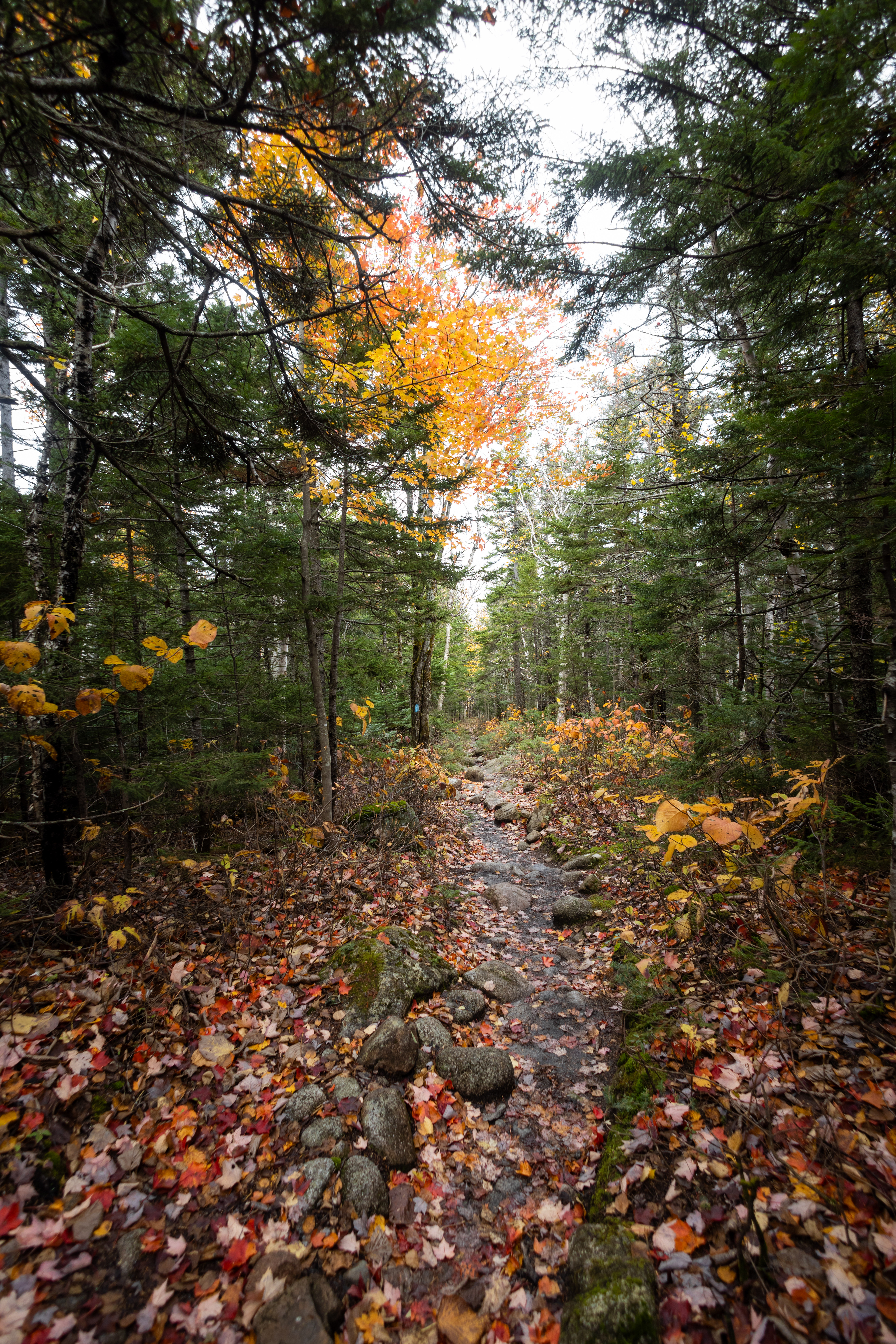 Fall Colors at Baxter State Park