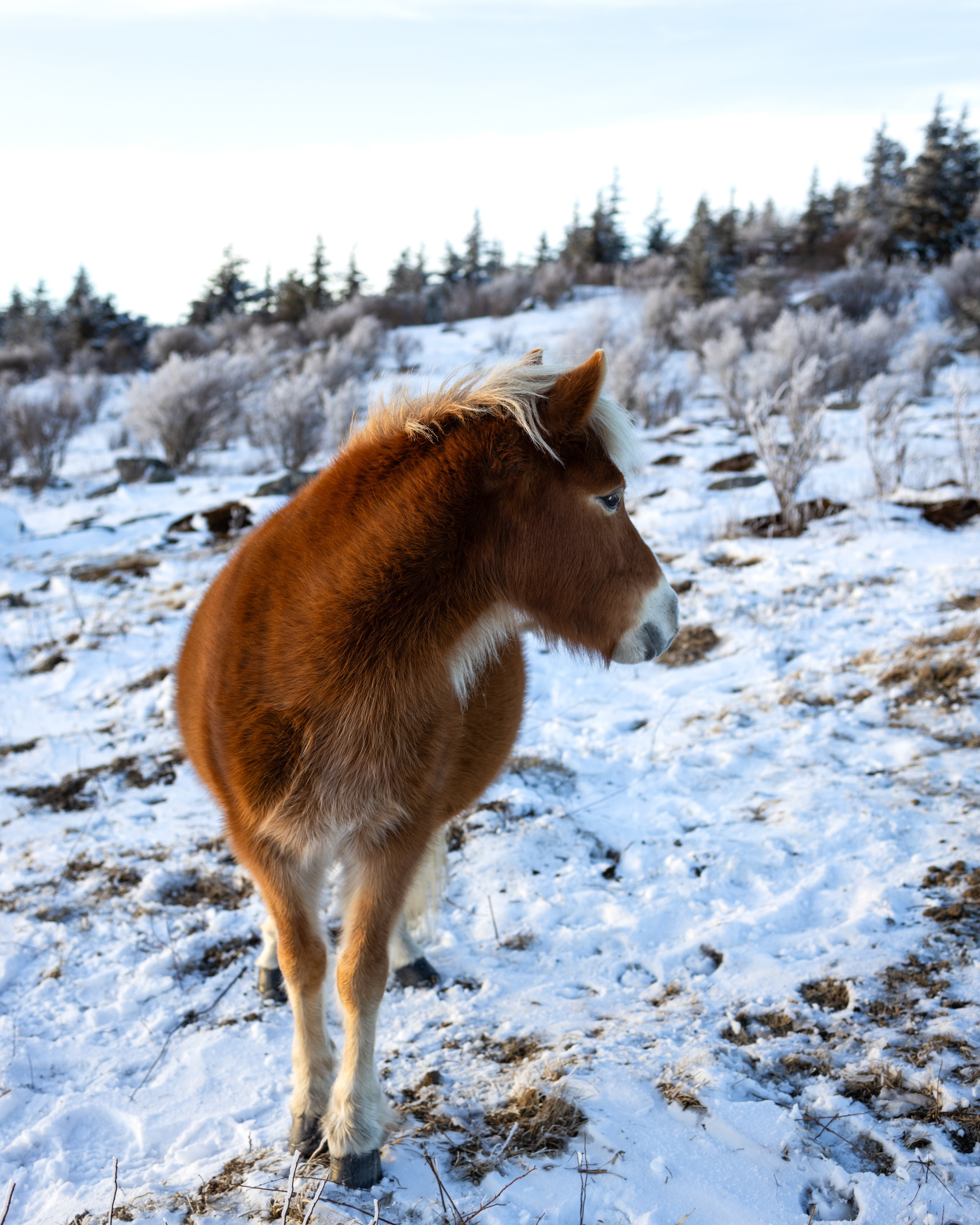 Highland Ponies at Mount Rogers, VA in the Winter