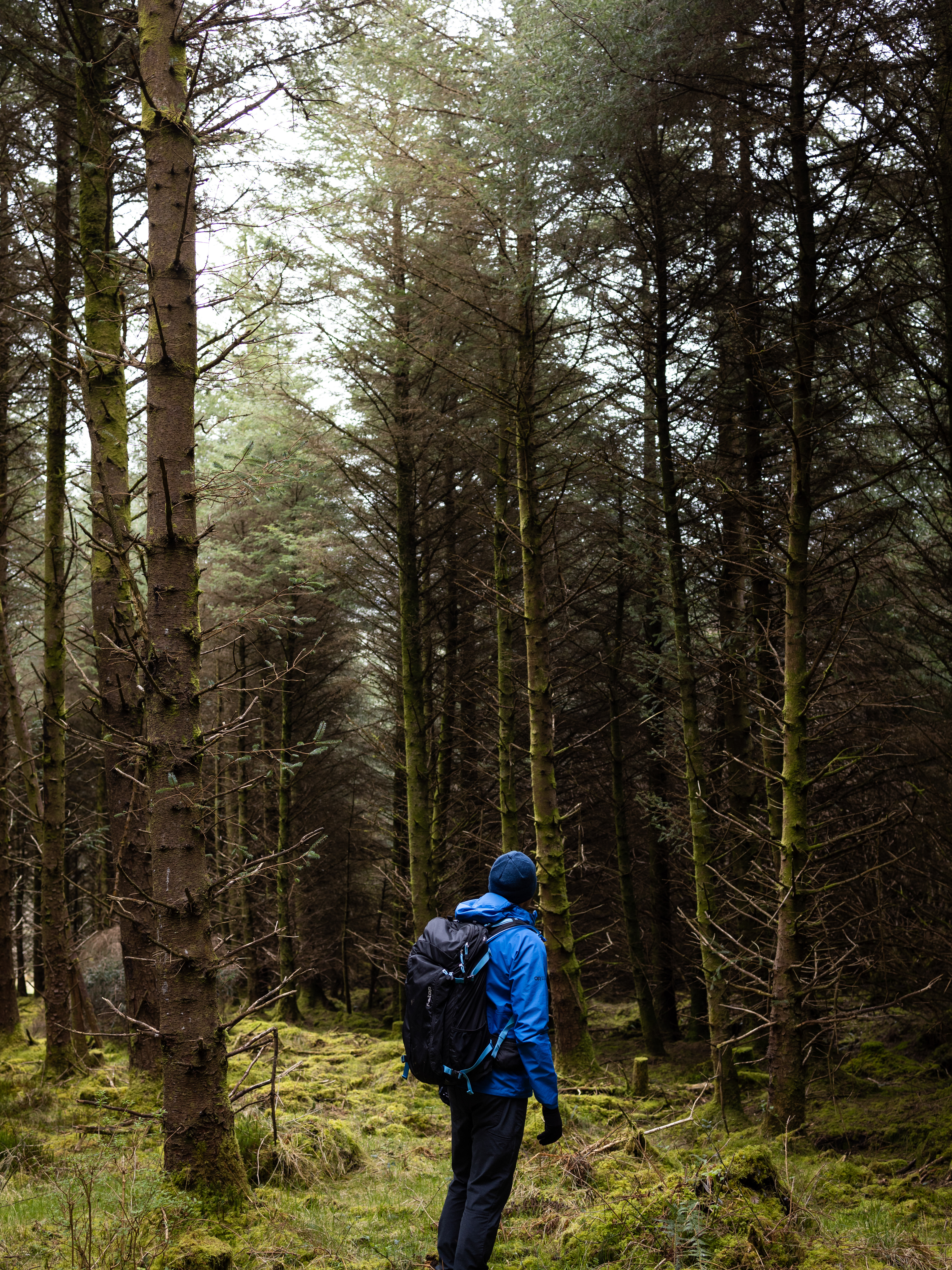 Ballintrillick Forest, Co. Sligo
