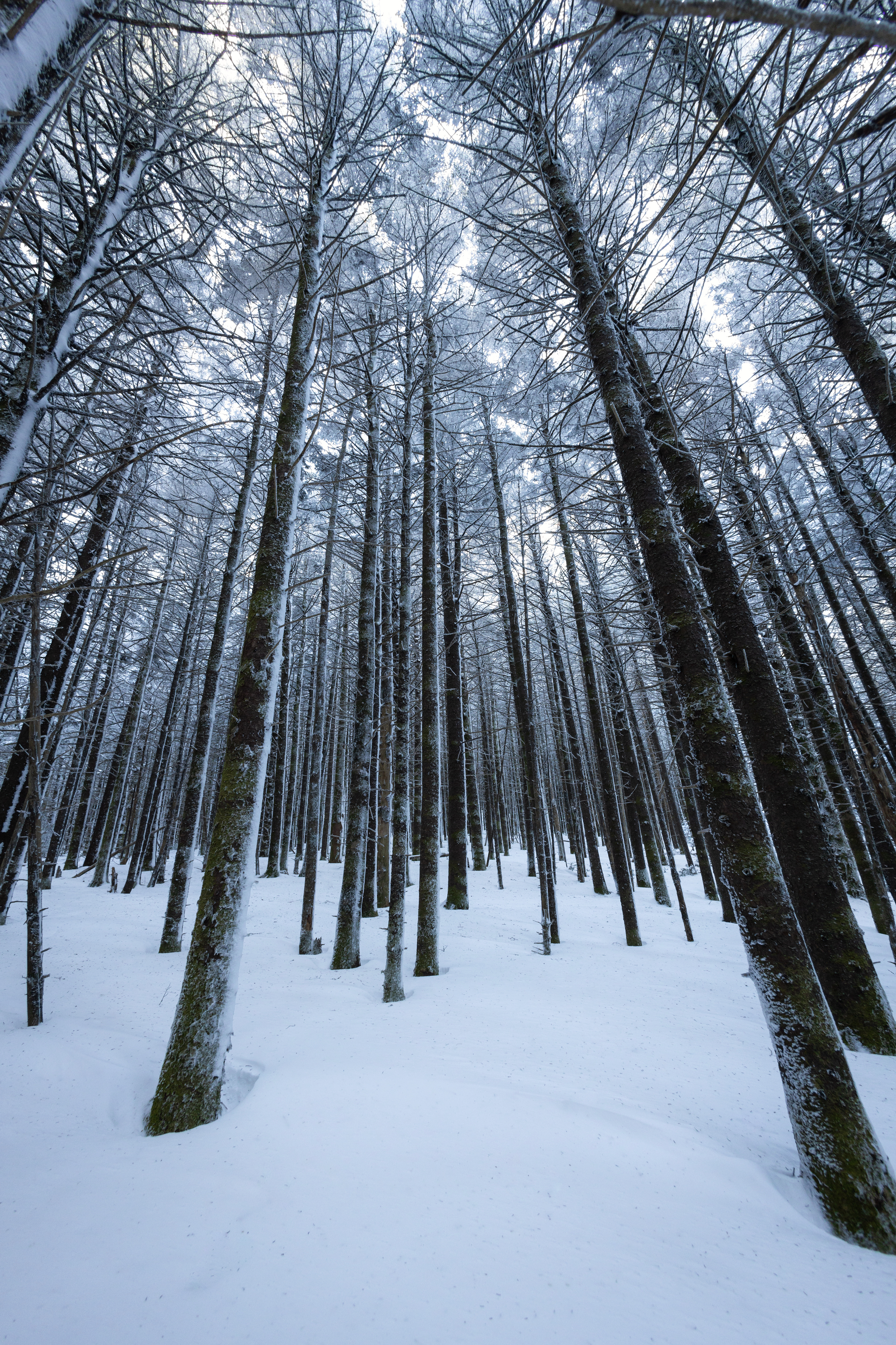 Snowy Pine Trees at Roan Mountain, Mitchell Co.