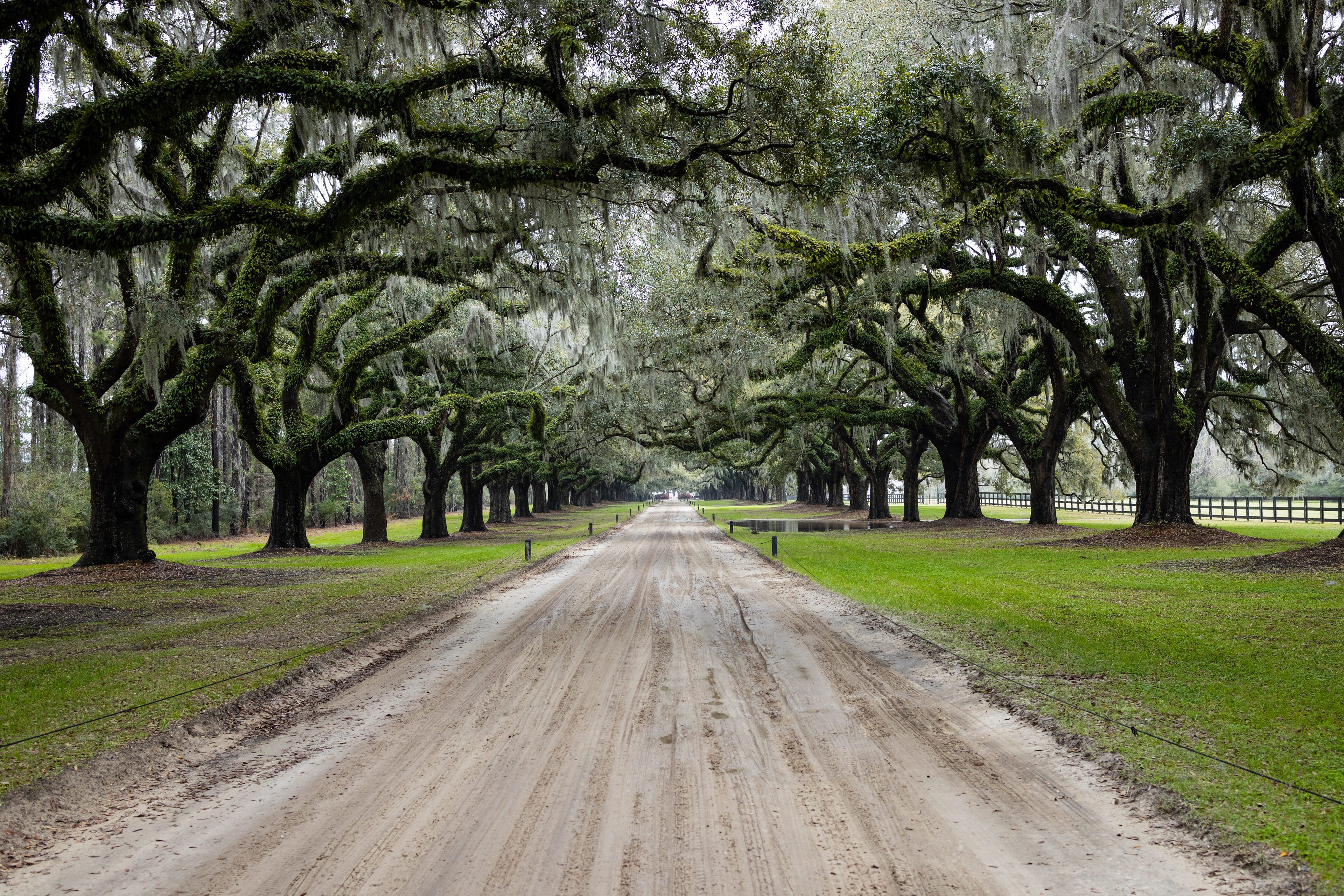Avenue of Oaks at Boone Hall Plantation, Charleston, SC