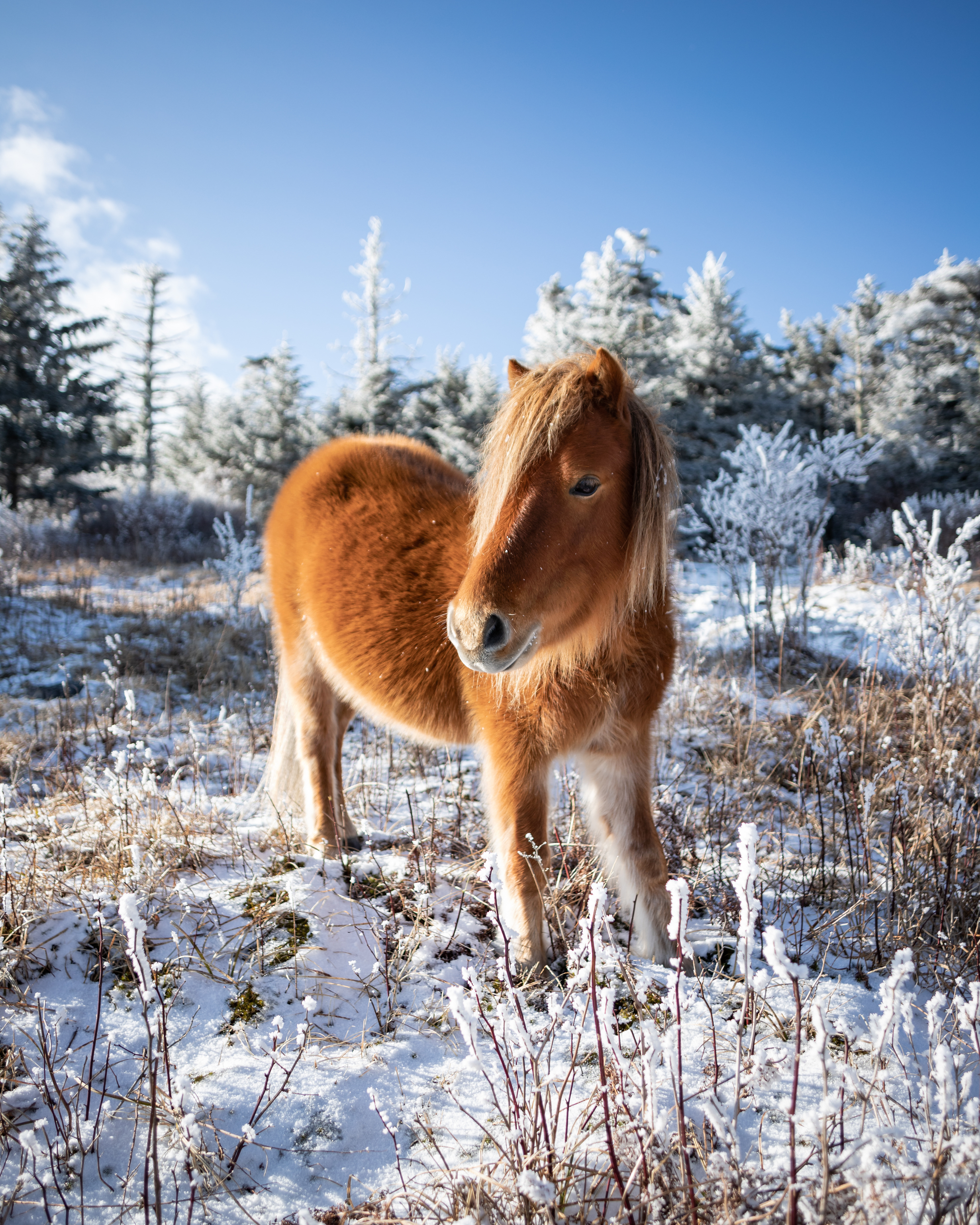 Highland Ponies at Mount Rogers, VA in the Winter