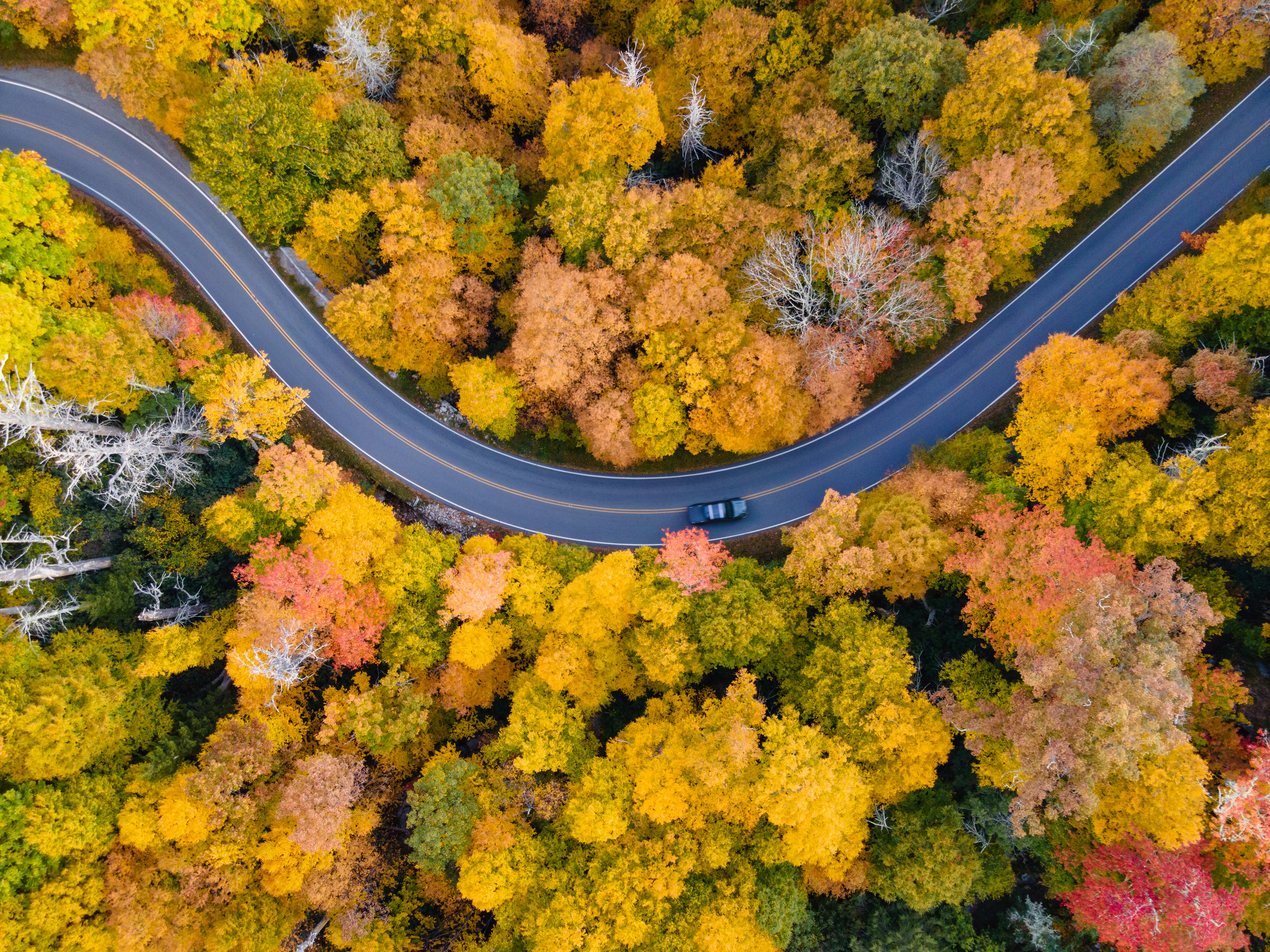 Winding Mountain Road in the Fall, Avery Co.