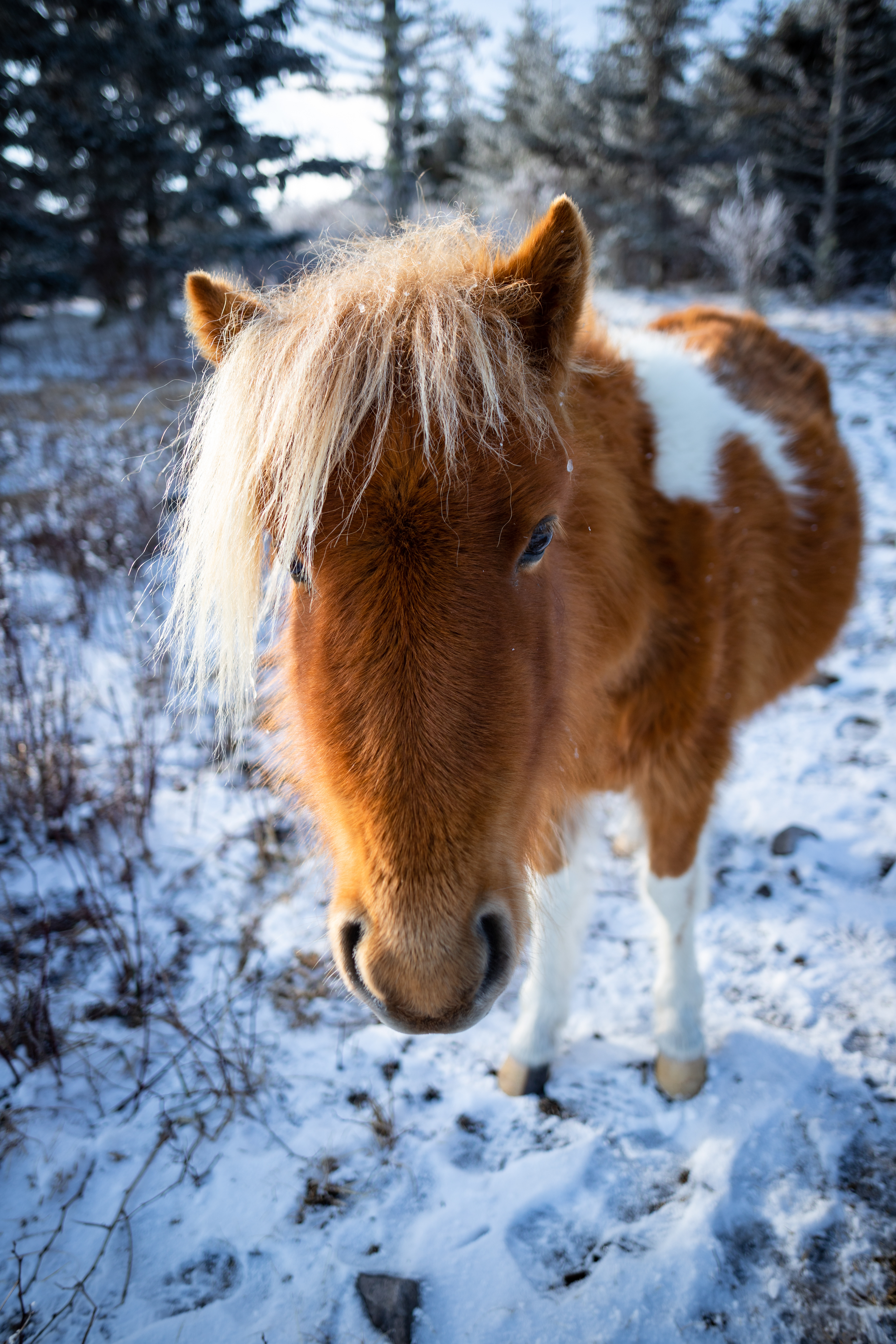 Highland Ponies at Mount Rogers, VA in the Winter