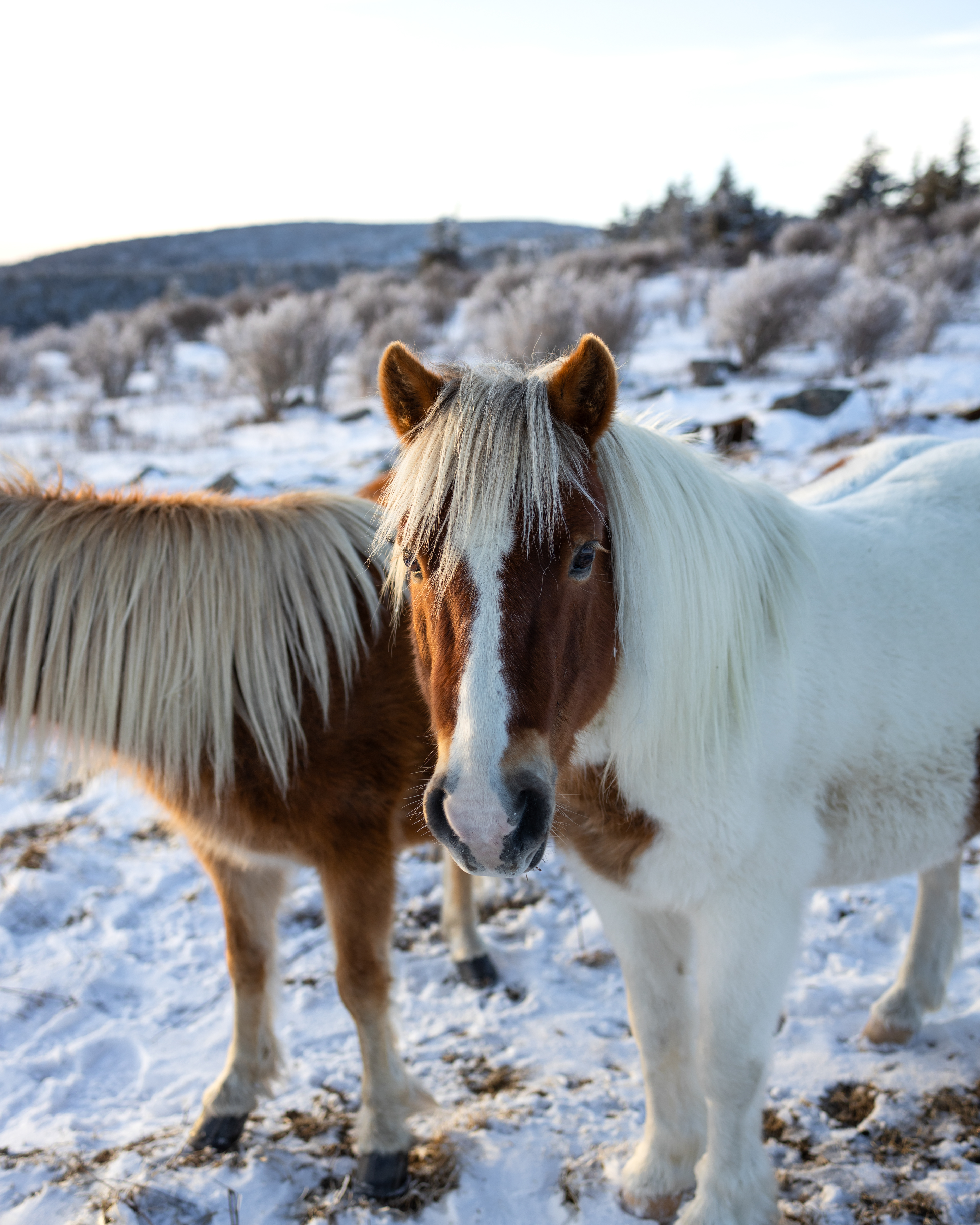 Highland Ponies at Mount Rogers, VA in the Winter
