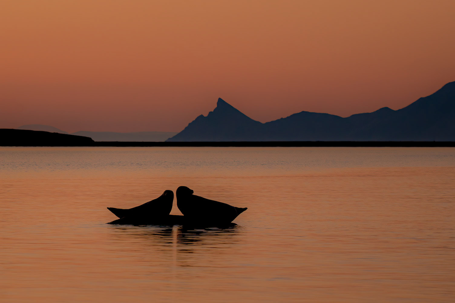 Steinkobbe - Ny-Ålesund, Svalbard
