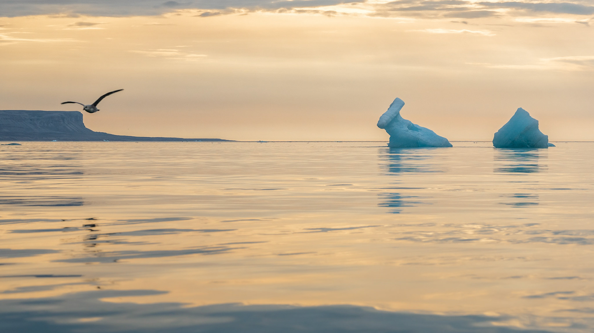Havhest i den gyldne timen