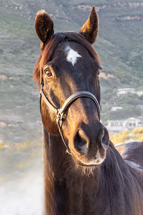 Georgina & Glen in Noordhoek.