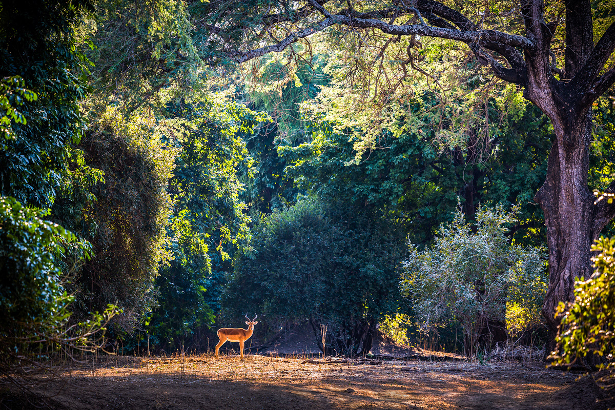 Mana Pools - Impala Bull