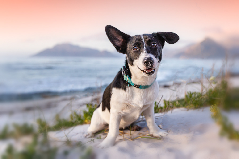 Lucy on Kommetjie Beach.