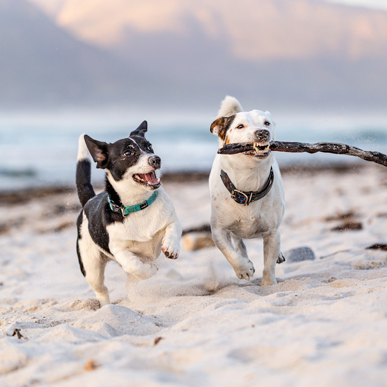 Patch & Lucy on Kommetjie Beach.
