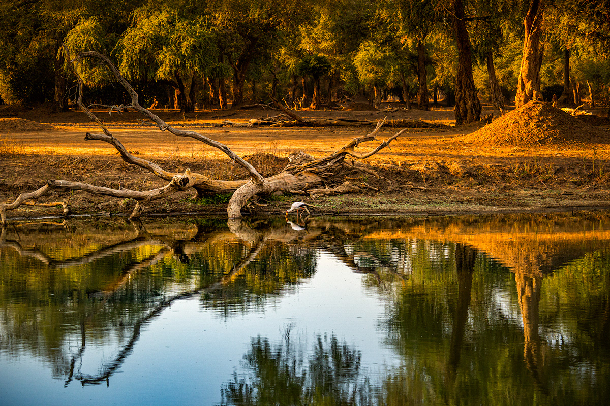 Mana Pools - Stork Reflection