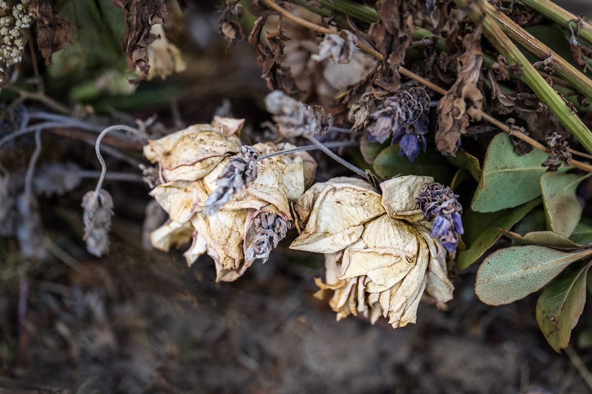 Faded Flowers 4