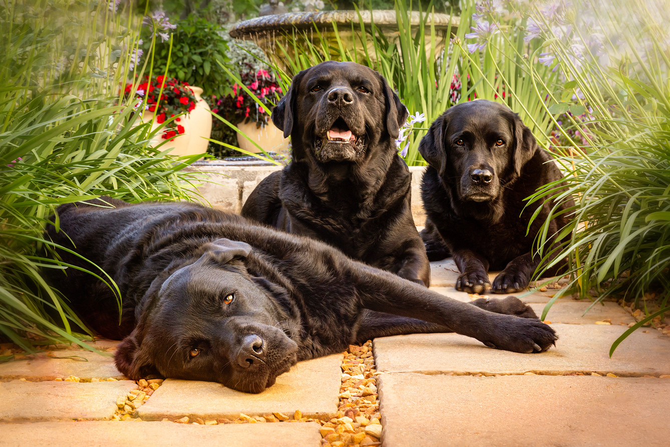 Barney, Bunty & Blossom.