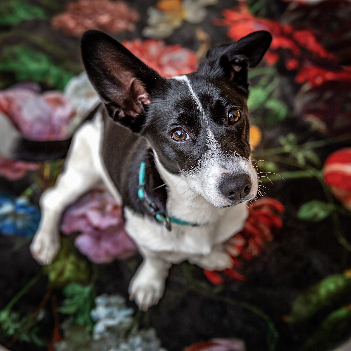 Lucy on a mat.