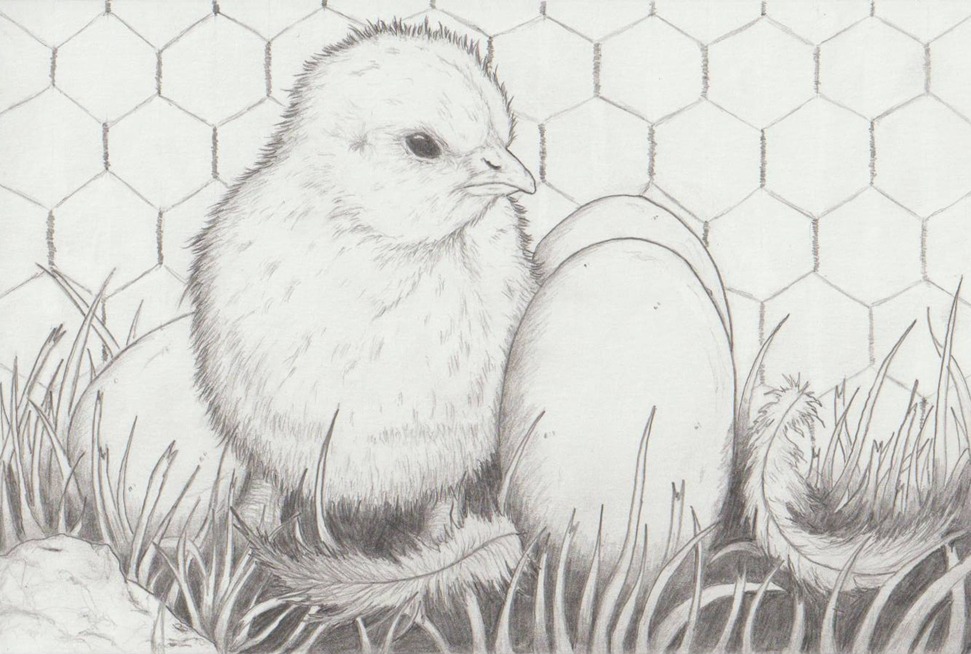 CHICK AND EGGS (GRAPHITE PENCIL)