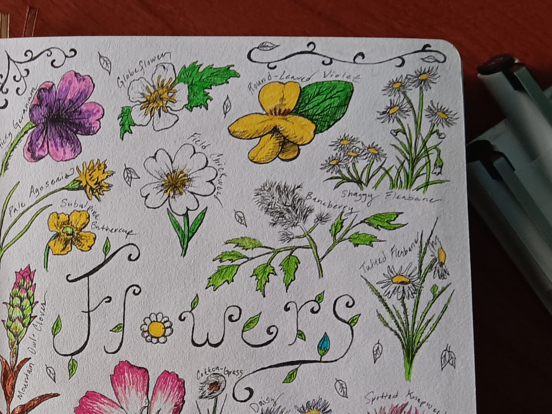 PLANT SKETCH BOOK PEN DRAWINGS