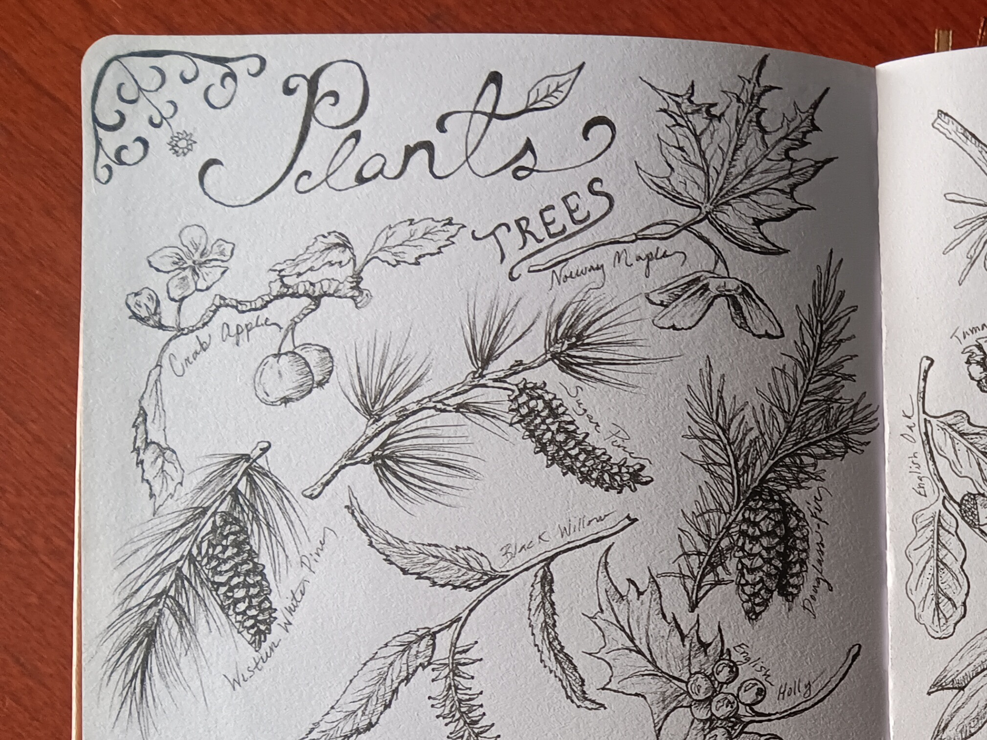 PLANT SKETCH BOOK PEN DRAWINGS