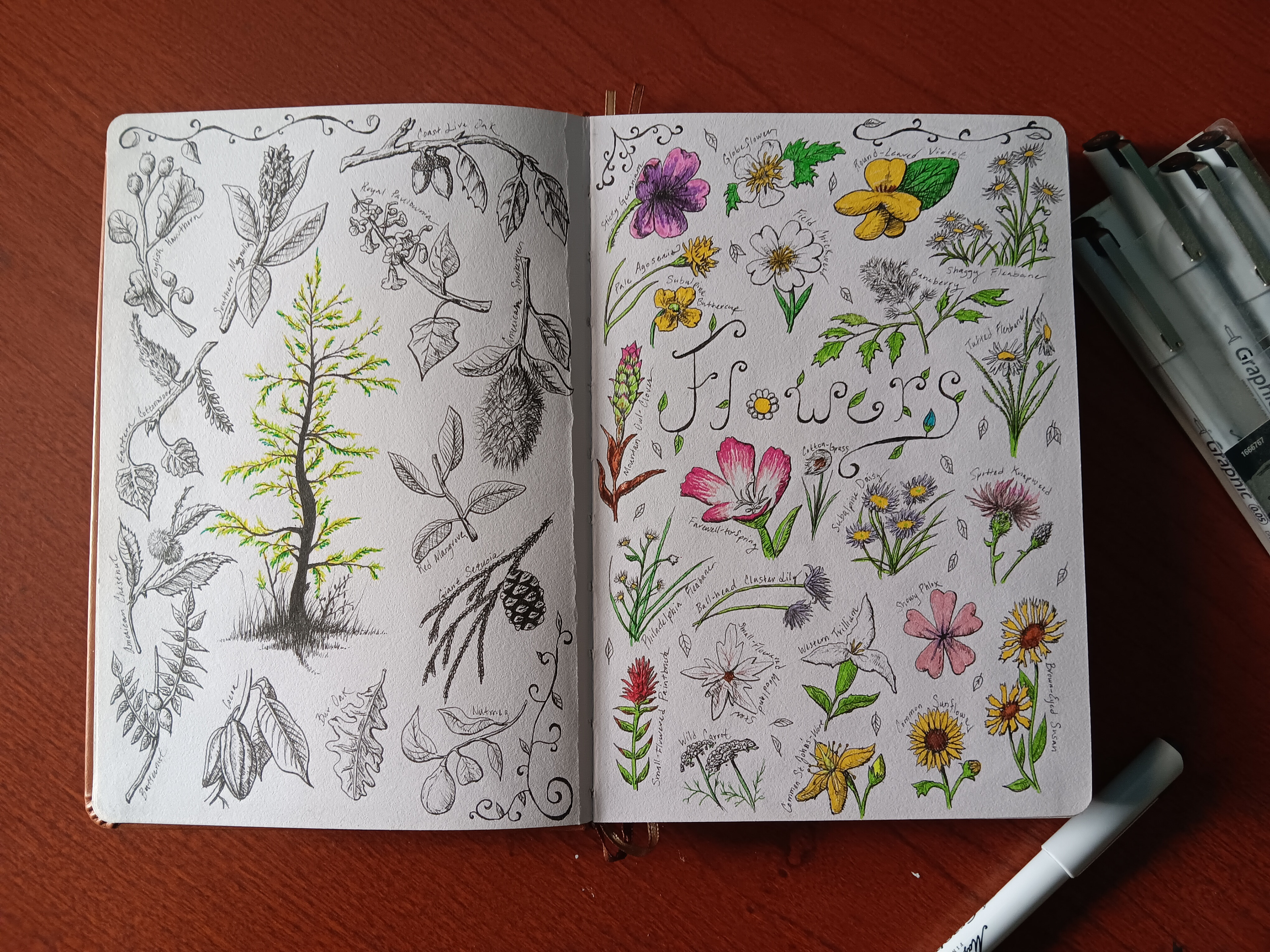 PLANT SKETCH BOOK PEN DRAWINGS