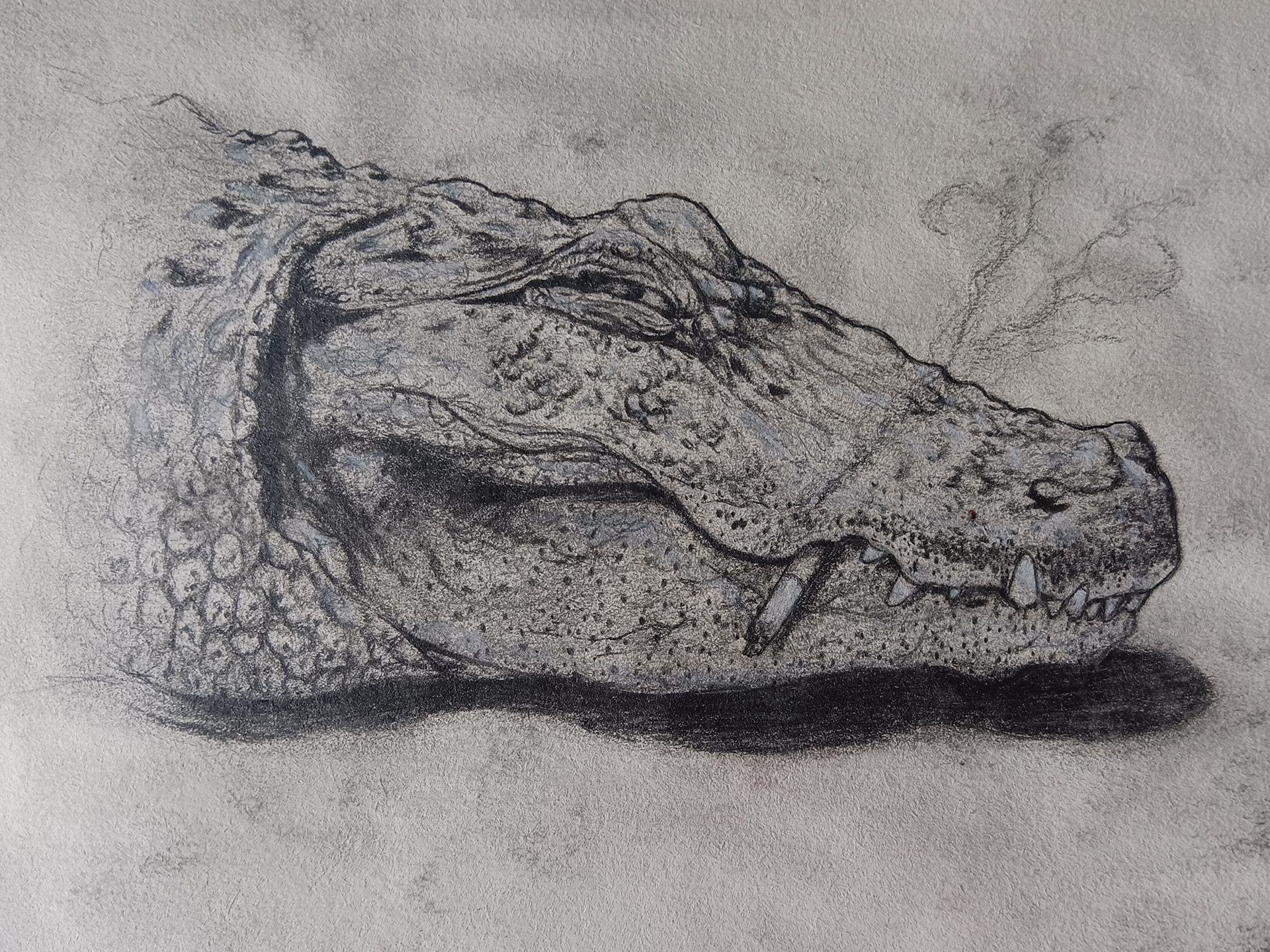 "SMOKIN' GATOR" (GRAPHITE PENCIL)