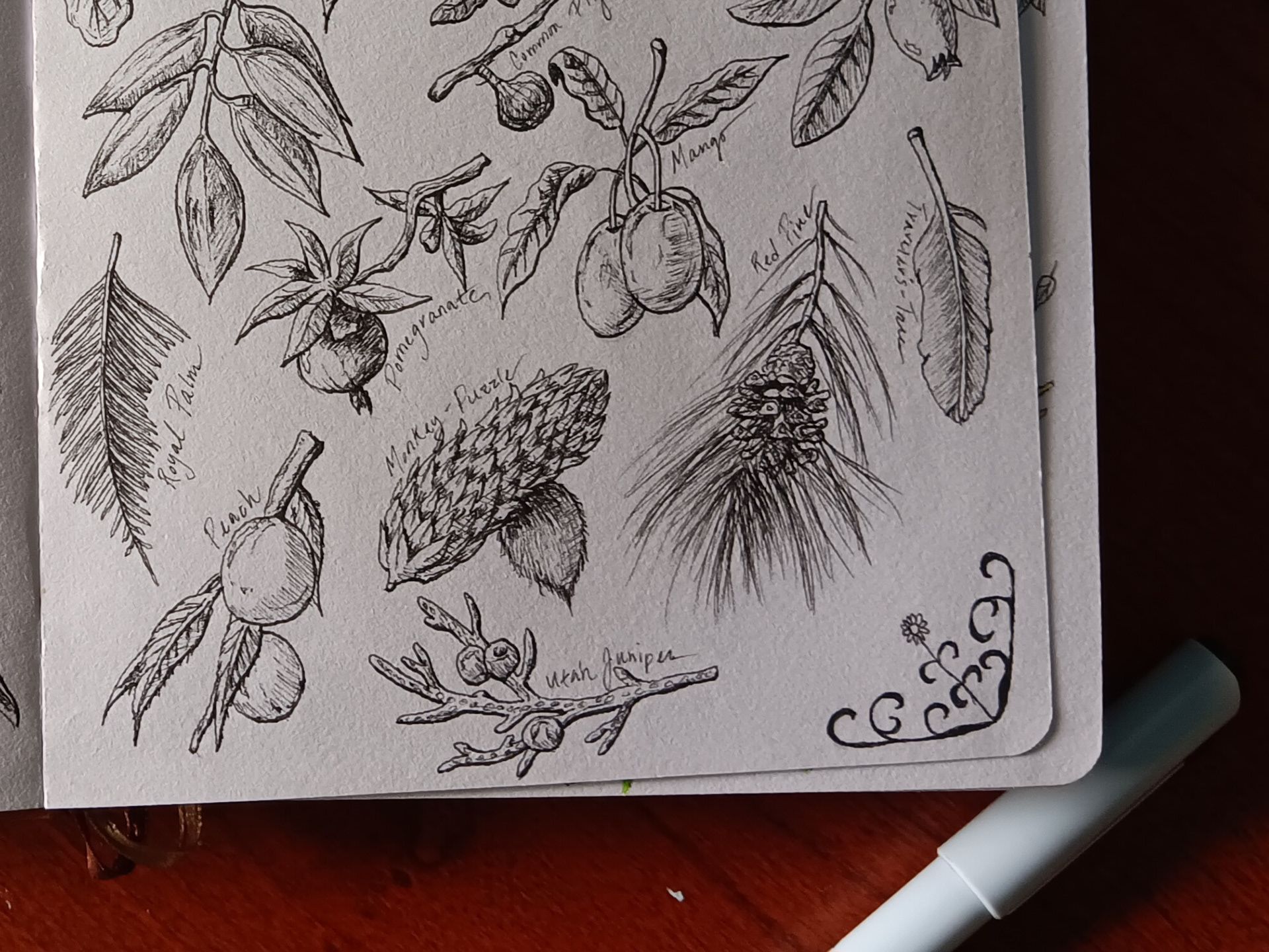 PLANT SKETCH BOOK PEN DRAWINGS