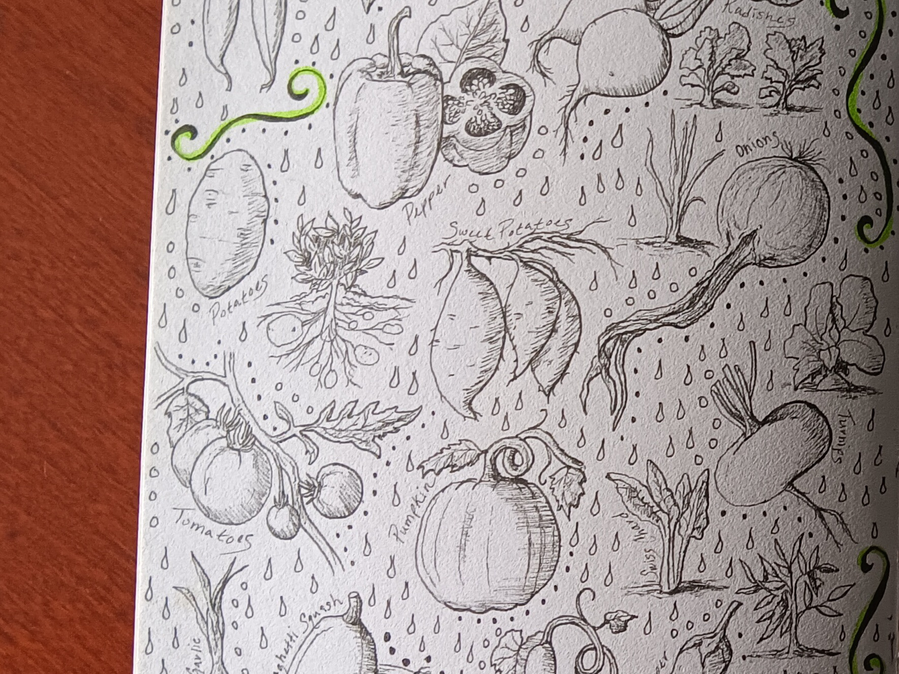 PLANT SKETCH BOOK PEN DRAWINGS