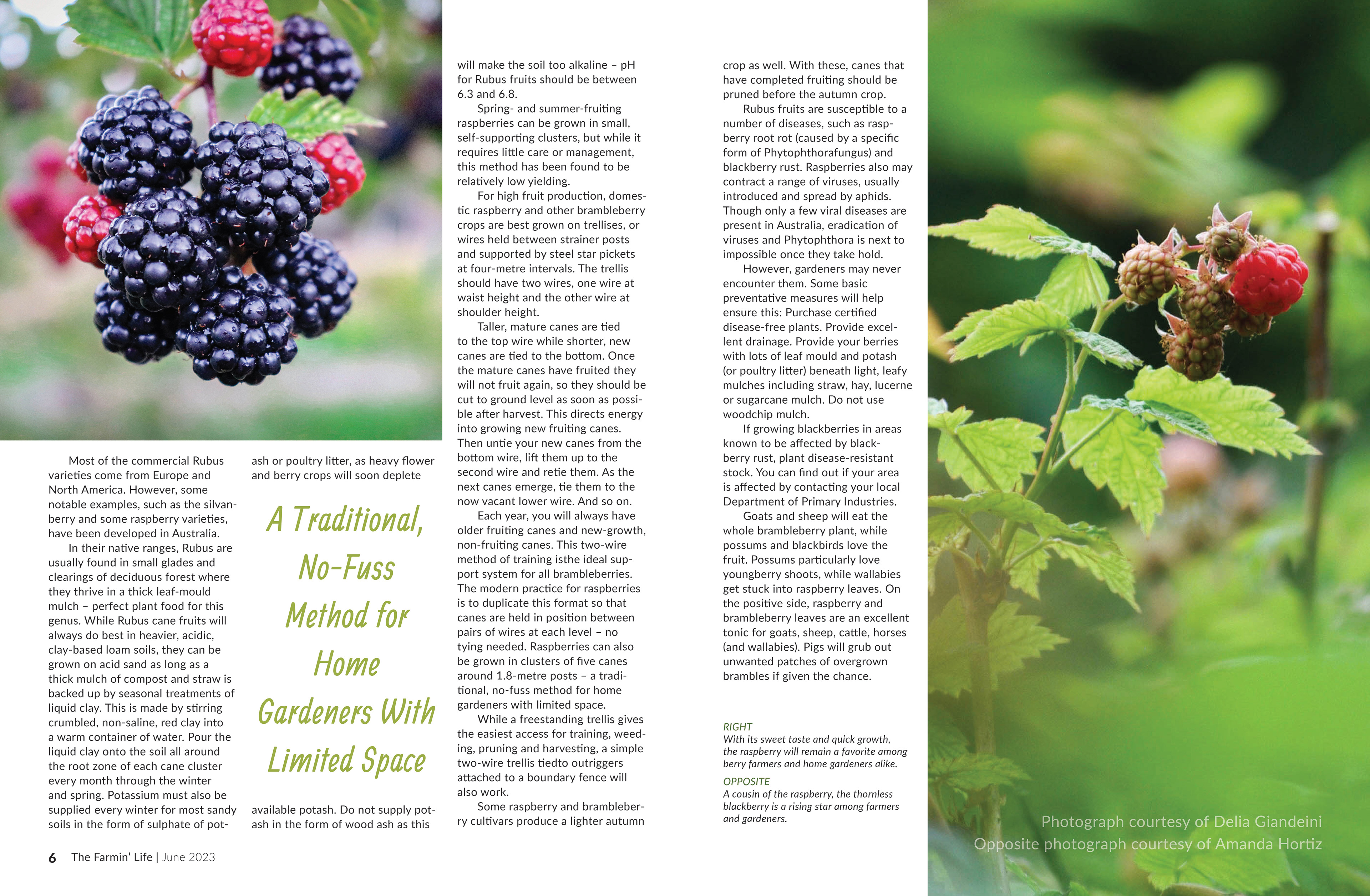THE FARMIN' LIFE EDITORIAL SPREAD SAMPLE