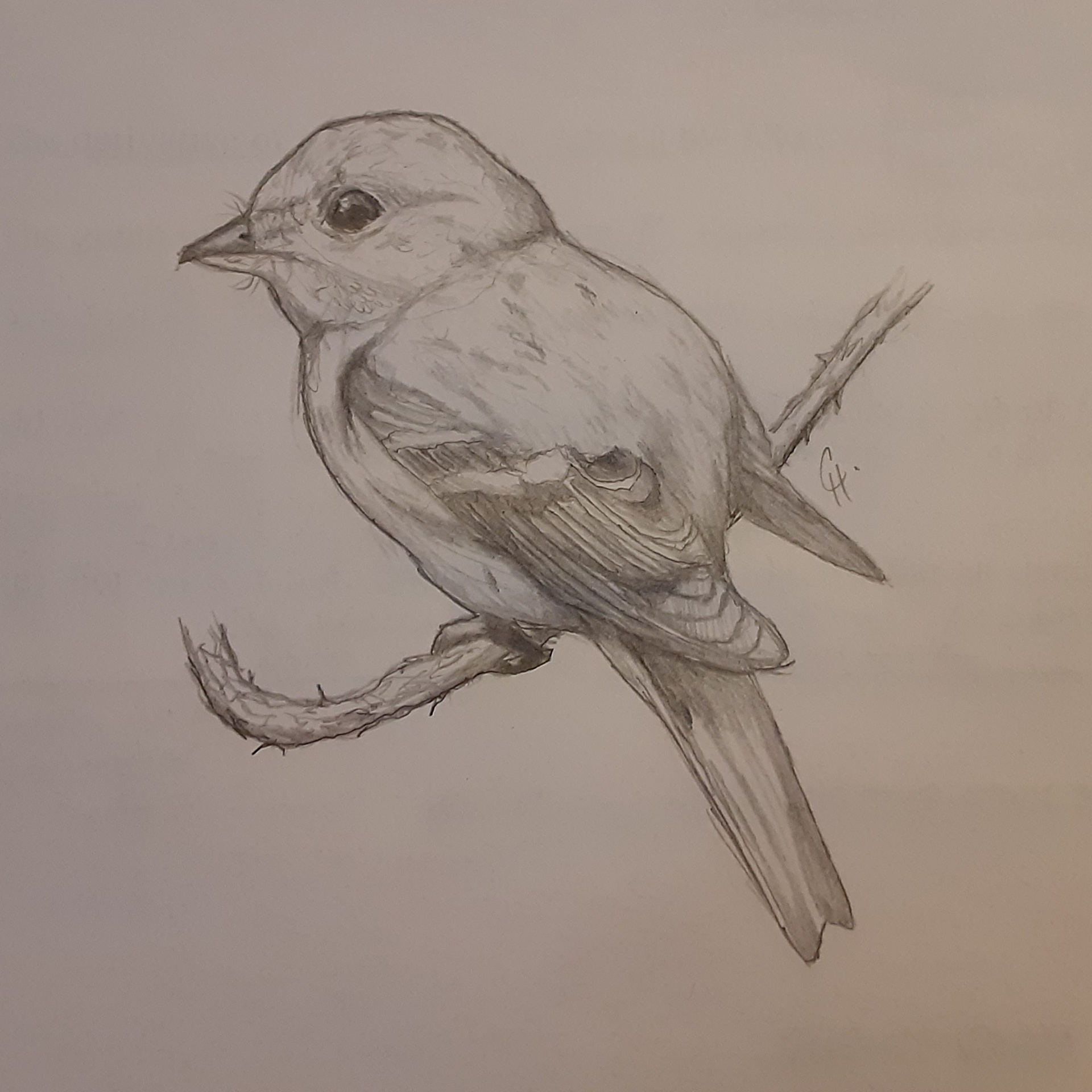 FINCH SKETCH (GRAPHITE PENCIL)
