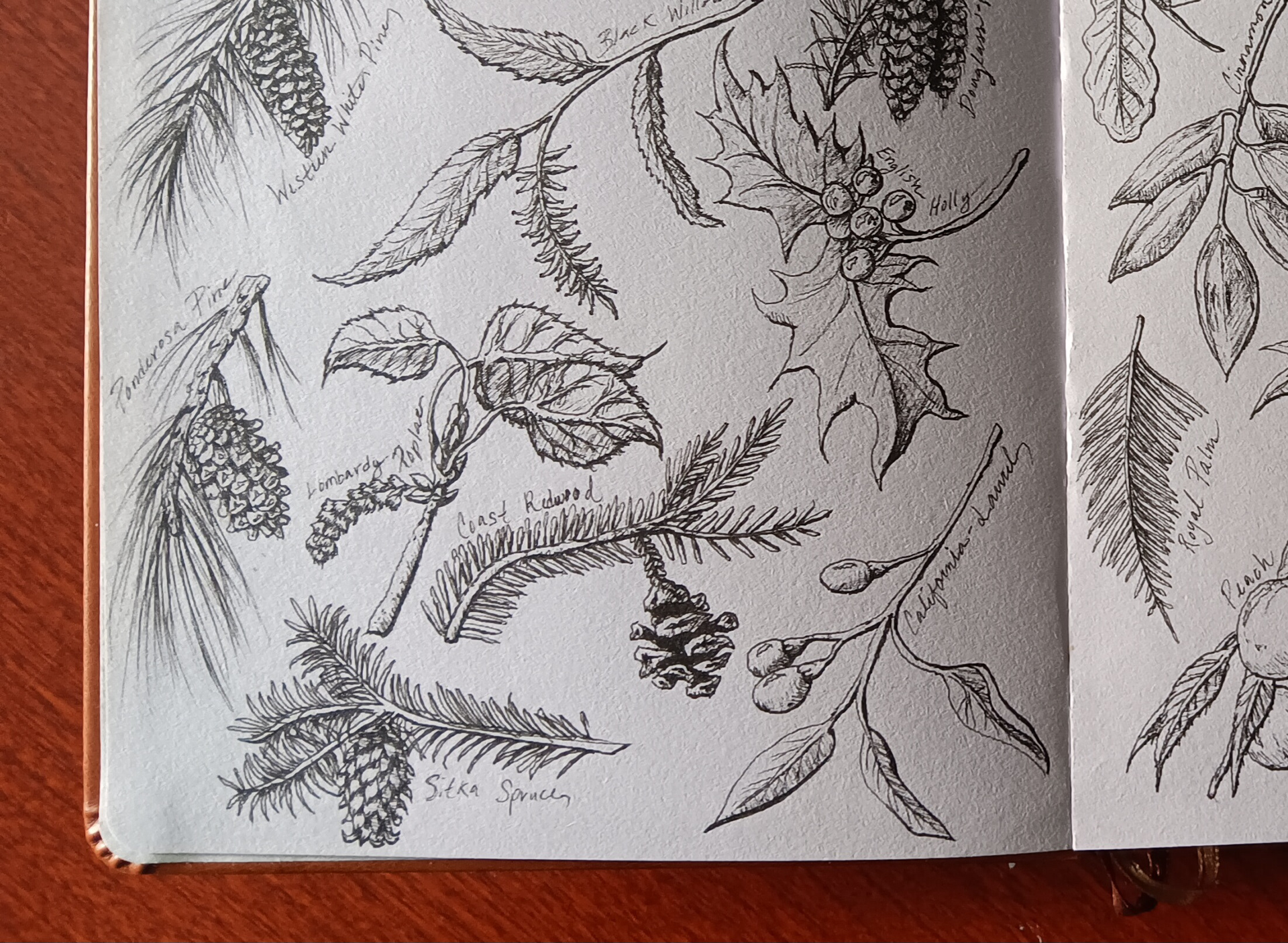 PLANT SKETCH BOOK PEN DRAWINGS