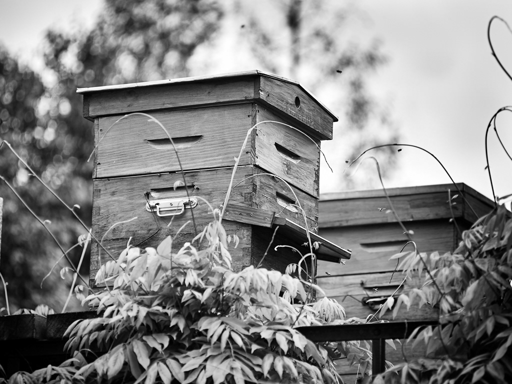 2013-rue des Roulettes