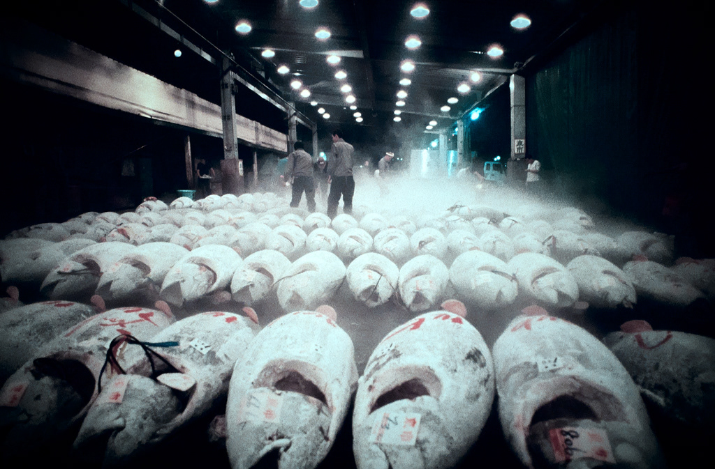Japon-Tokyo-Marché aux poissons-Tsukiji-31-10-90