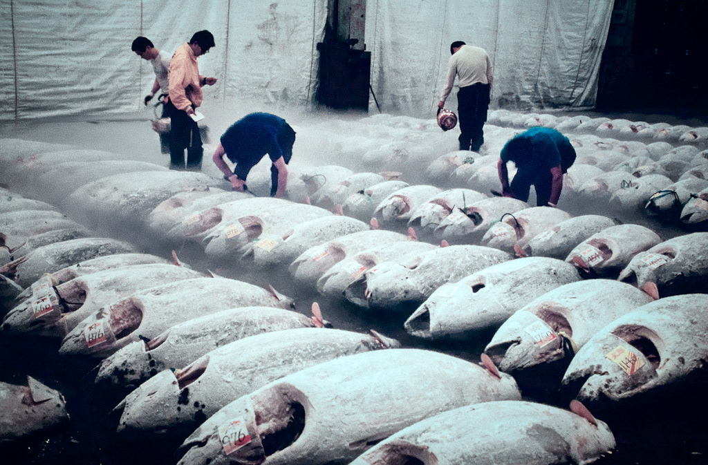 Japon-Tokyo-Marché aux poissons-Tsukiji-31-10-90