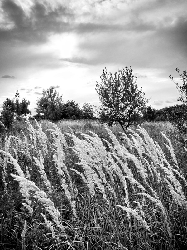 2013-Parc des Beaumonts