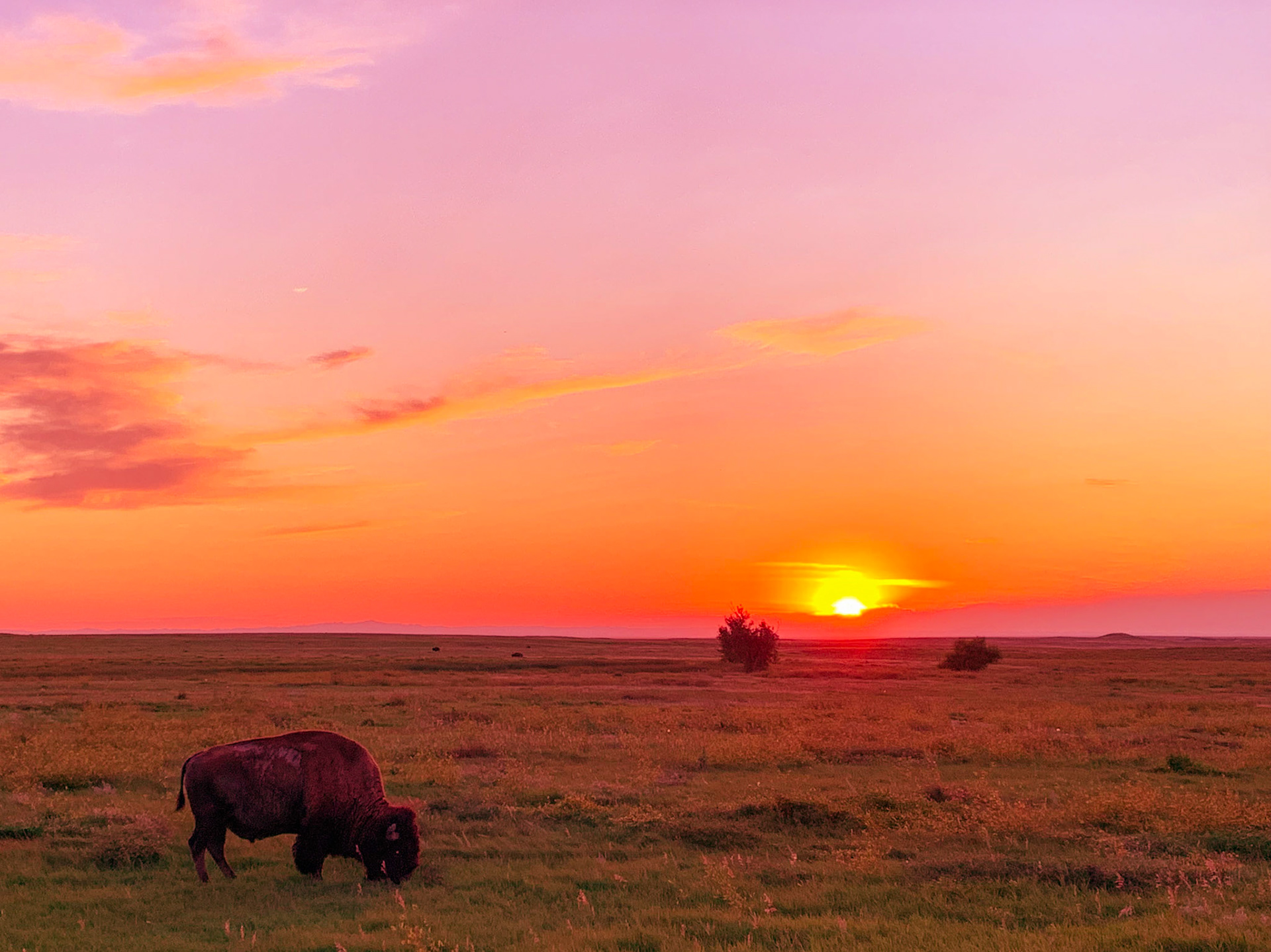 Bison Sunset