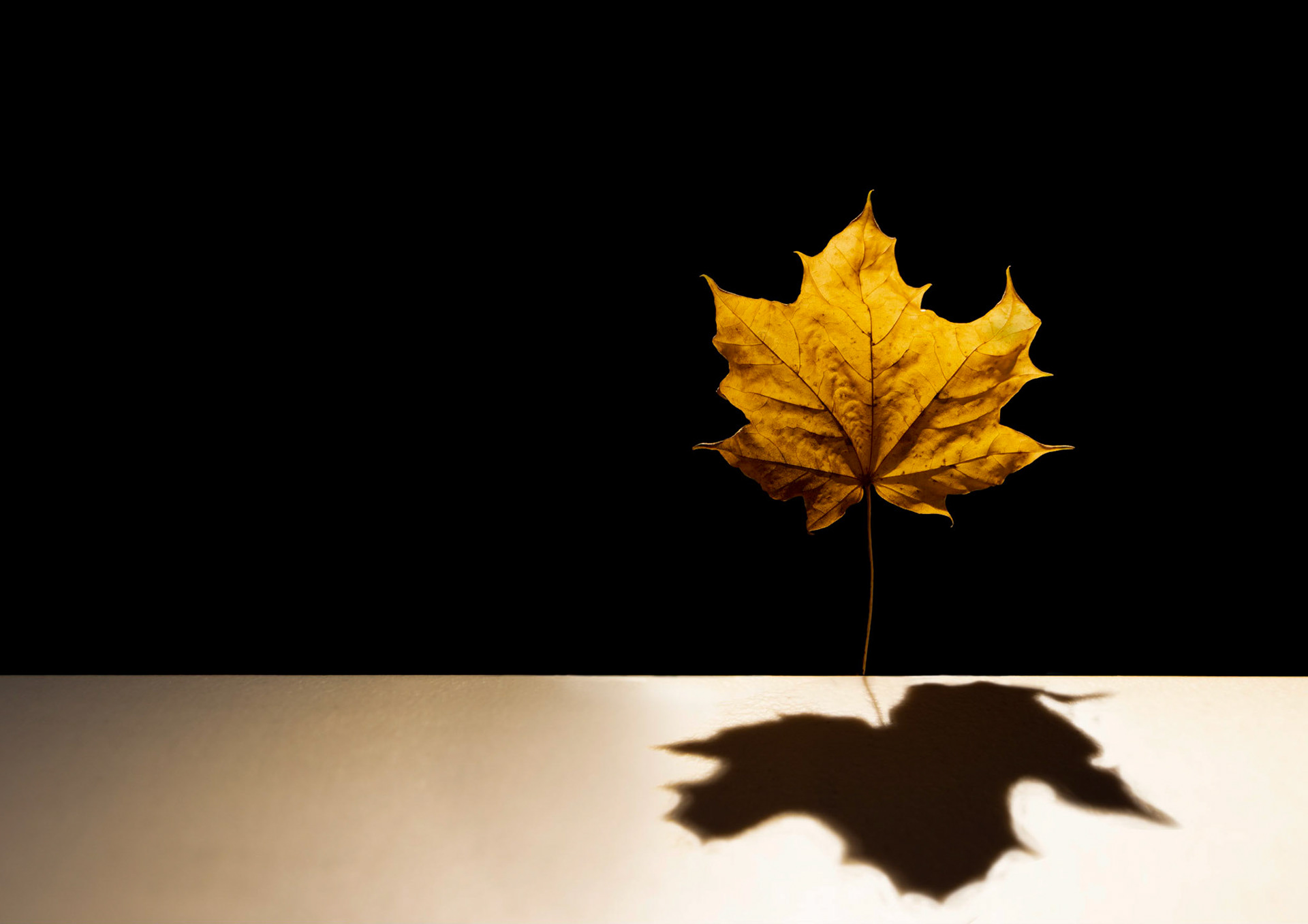 Autumn Leaf