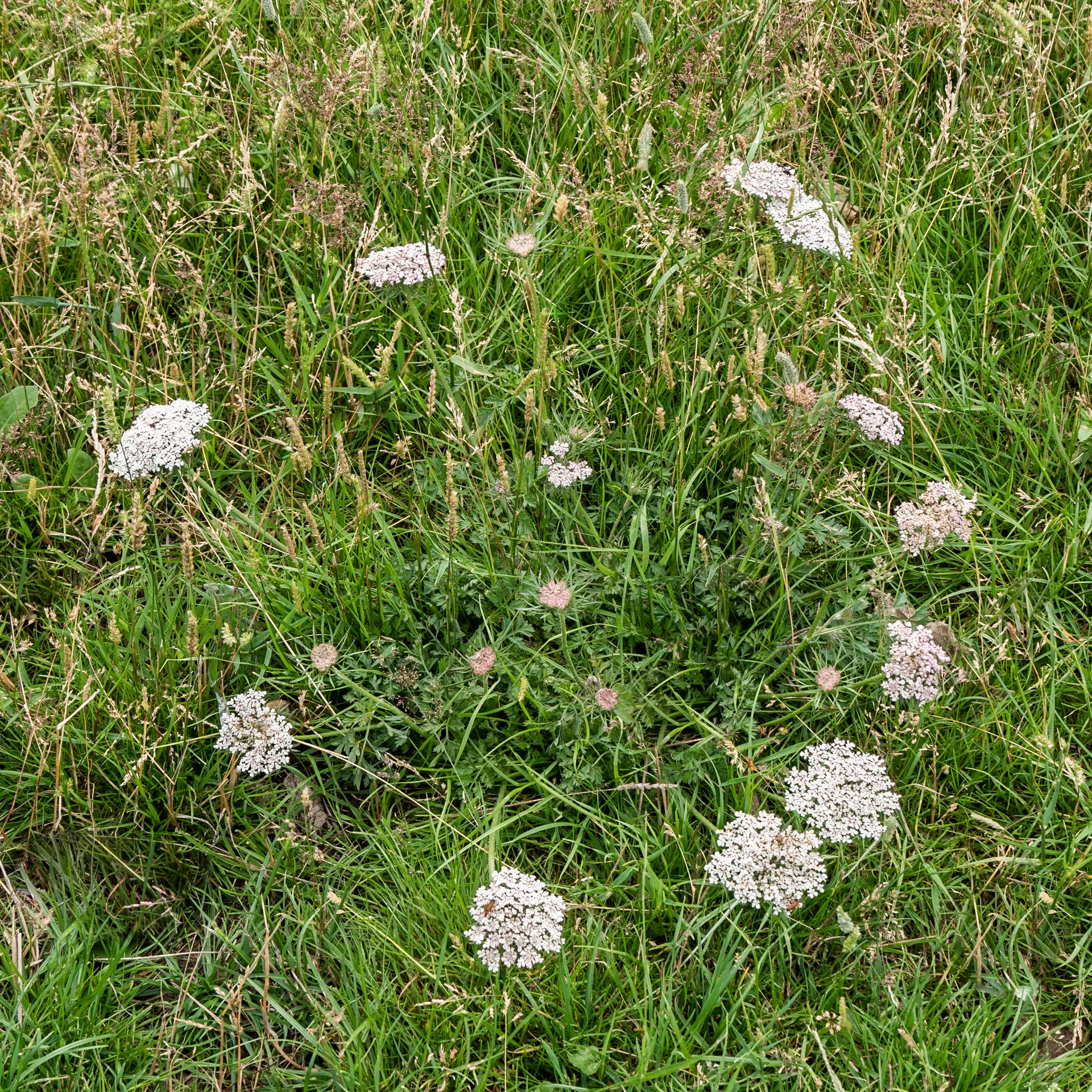 Fairy Circle Found!
