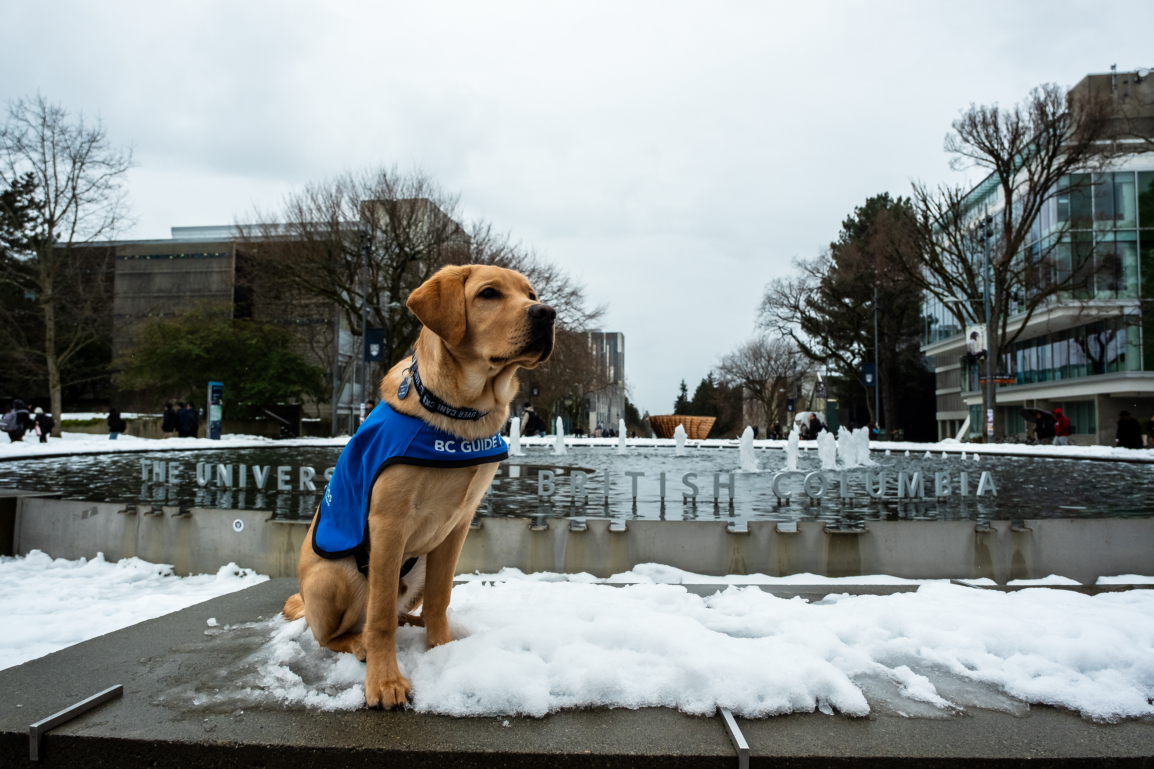 Canucks Pup Ryp sitting by the fountain at UBC.