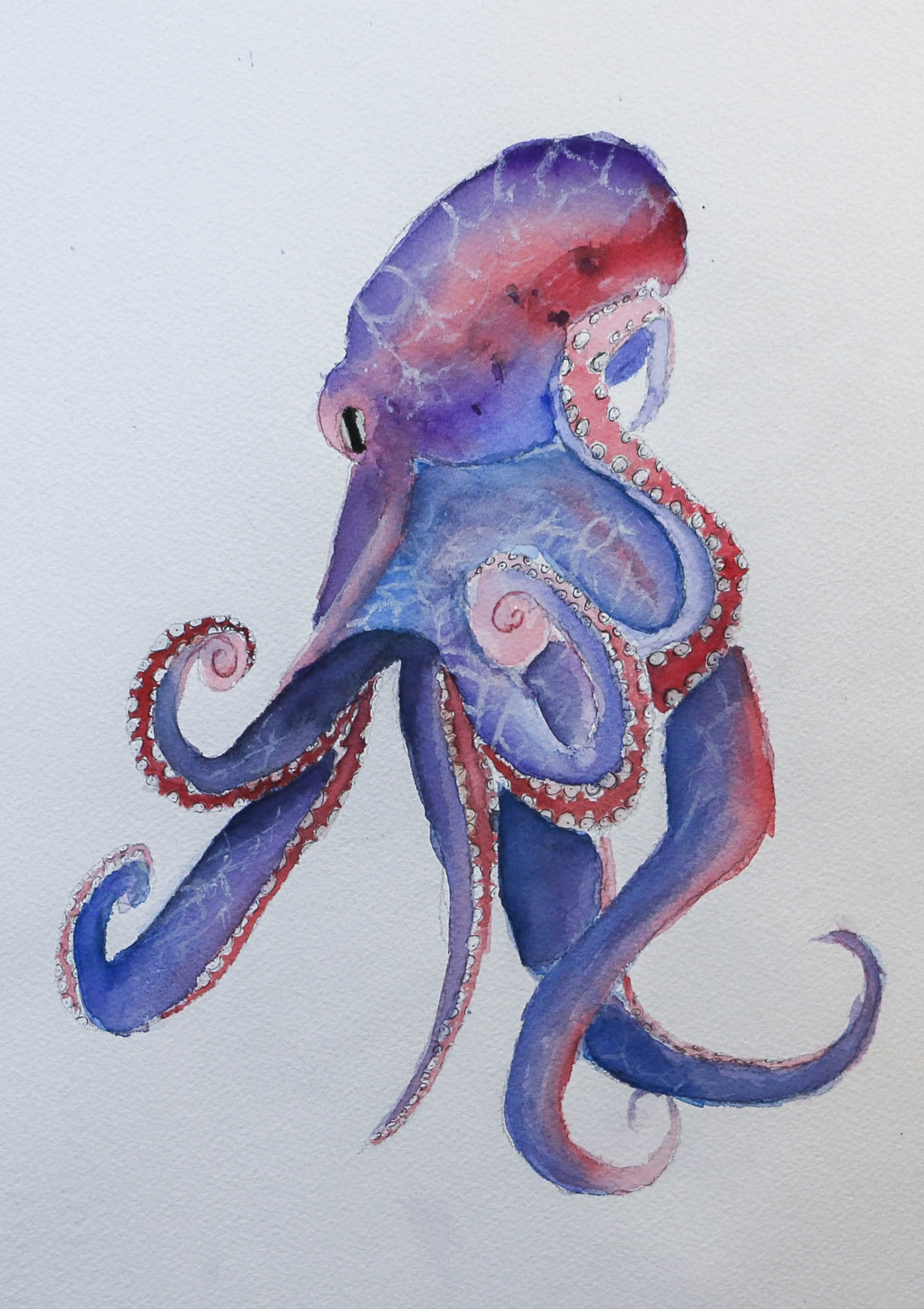 Thoughtful Octopus