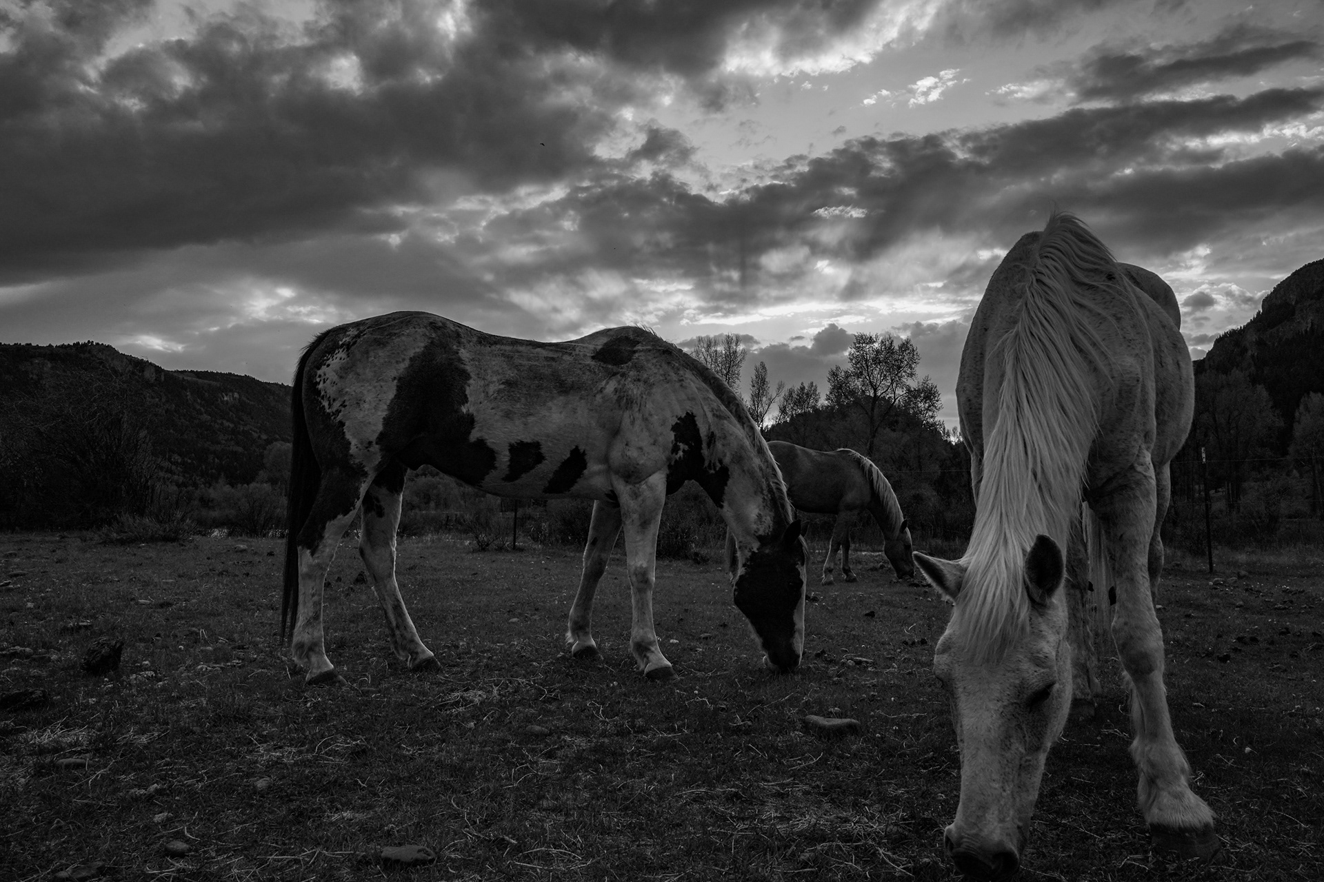 Ranch horses graze in the pasture by the Canejos River. The pasture is saturated with the same snowmelt and rainfall that fills the river, supplying ample grass to the horses and other wildlife on the property.