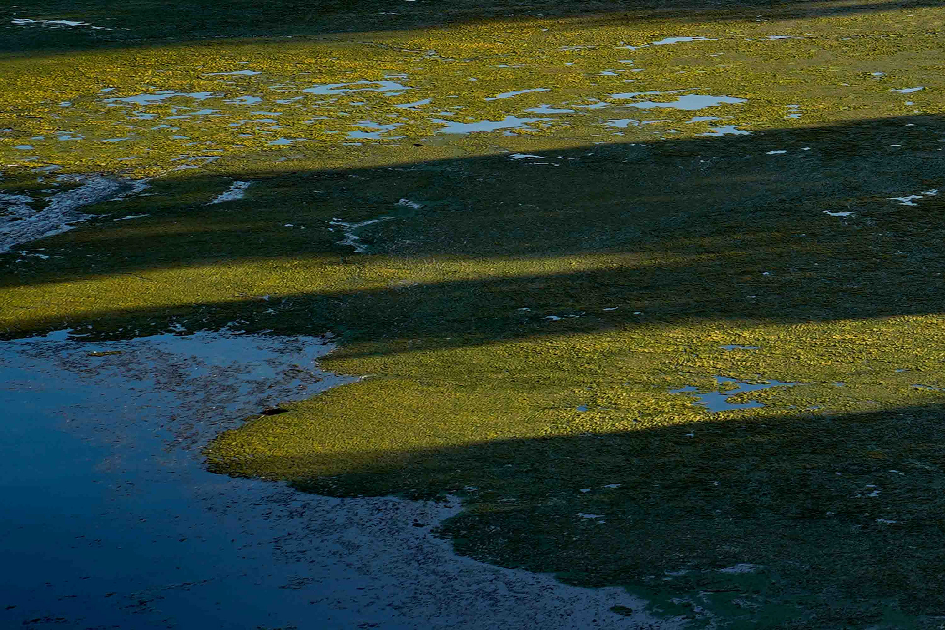Algae growth lines the edges of Onondaga lake on Tuesday, September 30. This growth once over ran the lake and is a symbol of an excess of methylmercury. Algae growth is a major way this mercury can enter the food chain, and the control of this growth is a  major part of Upstate Freshwater Institute's work on the lake.