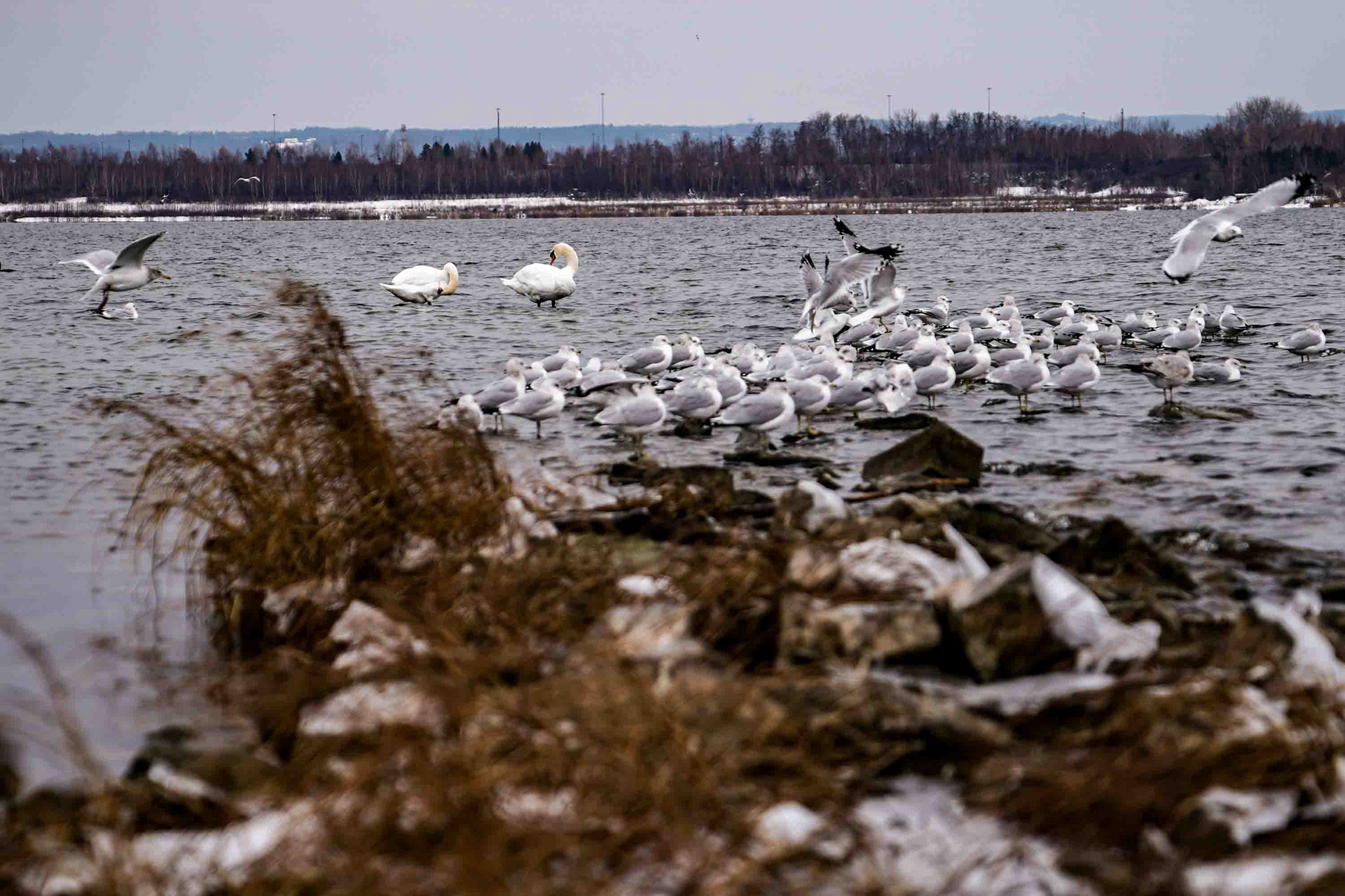 A flock of seagulls sits next to two perching swans off the Onondaga Lake Park Pier on Sunday, December 7. According to Tim, he  knows the lake is clean because of the diversity of wildlife he sees while taking morning walks alongside the lake. After moving to  Liverpool to be next to the lake, Tim says he can see for himself the safety of the lake and how far it has come since his childhood.