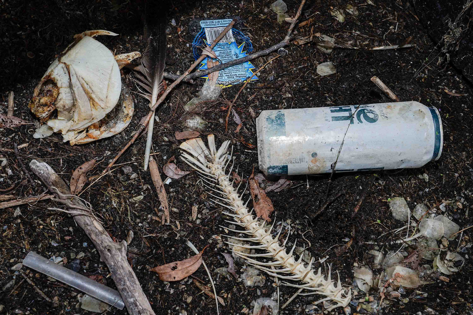 A fish skeleton, a candy wrapper, and a beer can lay on the Murphy's Island bank of Onondaga Lake on Friday, October 3. Dave Smith says many photographer looking for eagles in the area walk by scenes like this daily. "Just plastic as far as the eye can see," Smith said. "And a lot of them just look up in the sky." One of the main issues Smith says is affecting the lake is the lack of community motivation to continue restoration.