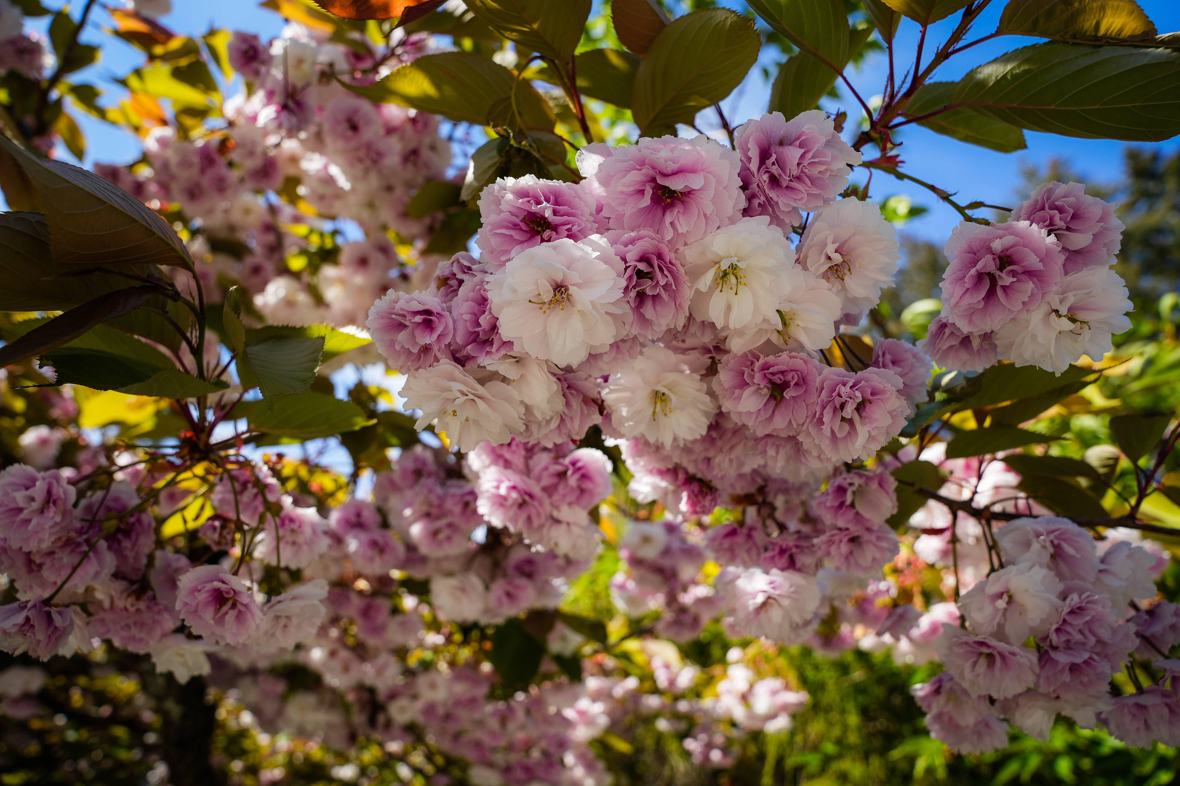 UBC Flowers