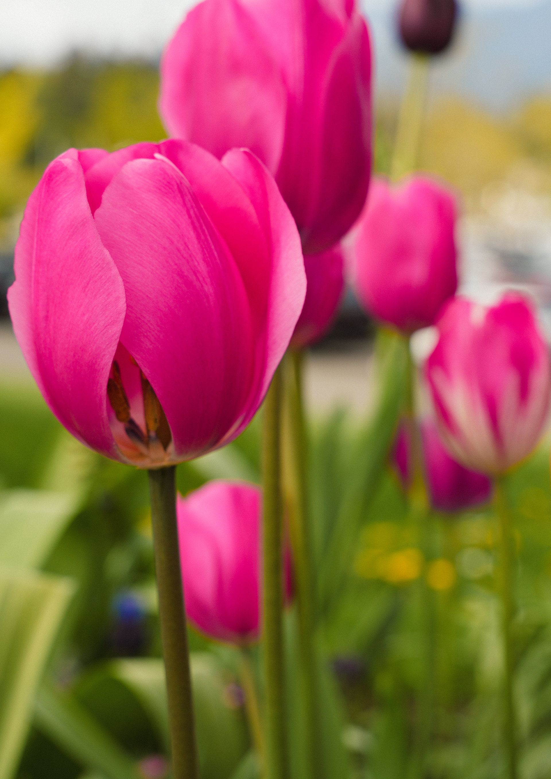 Flowers In Stanley Park