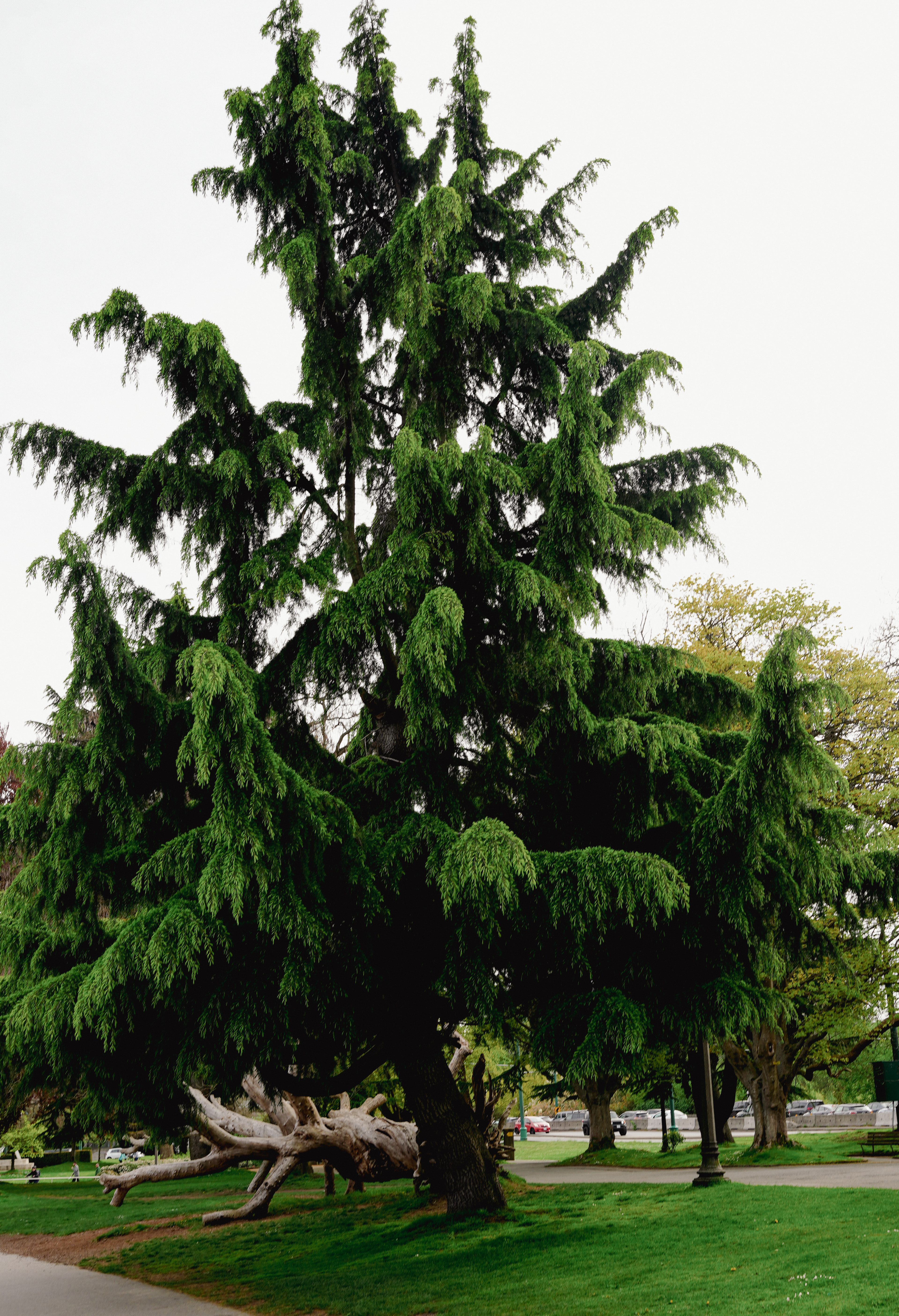 Tree At Stanley Park