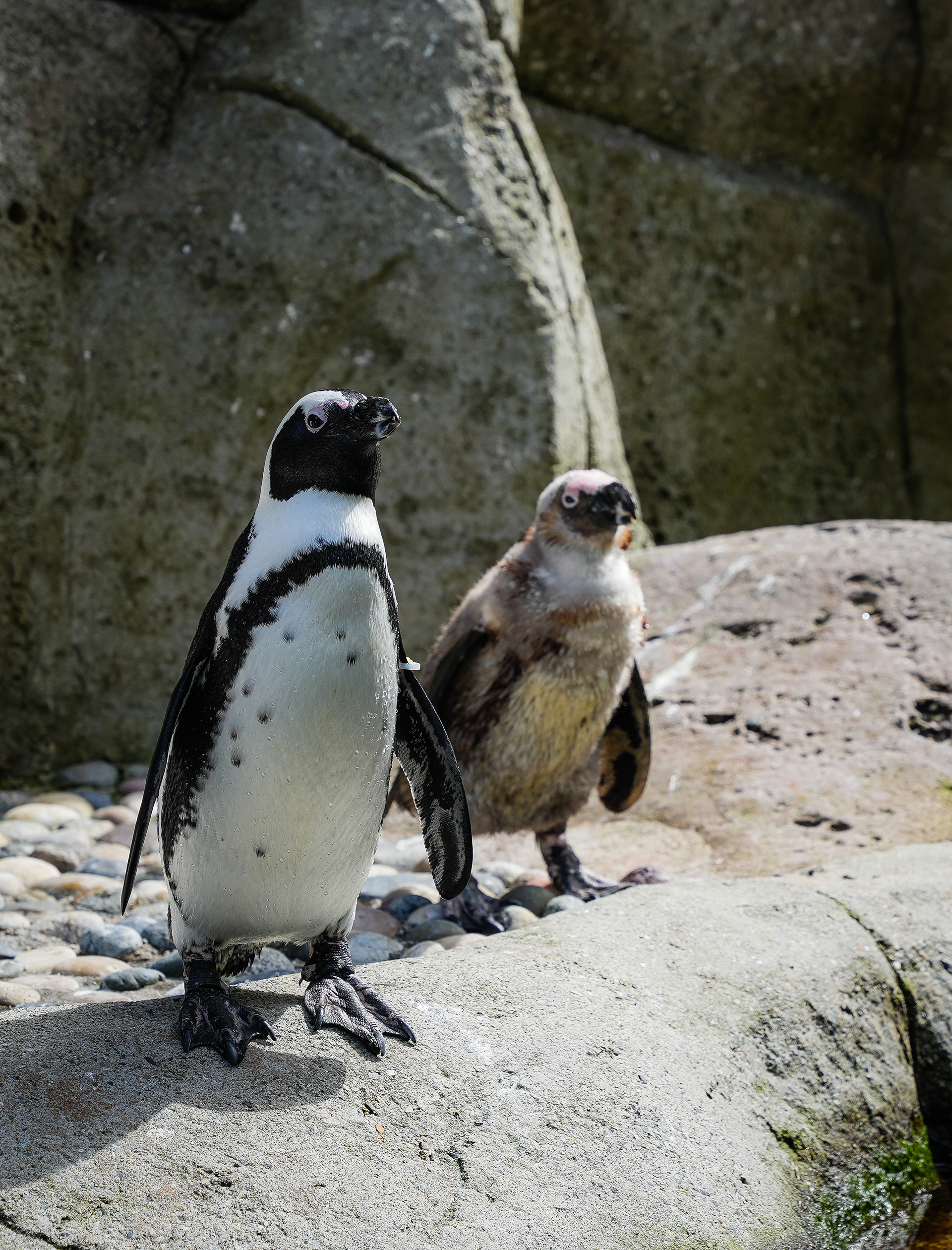 African Penguins At Vancouver Aquarium