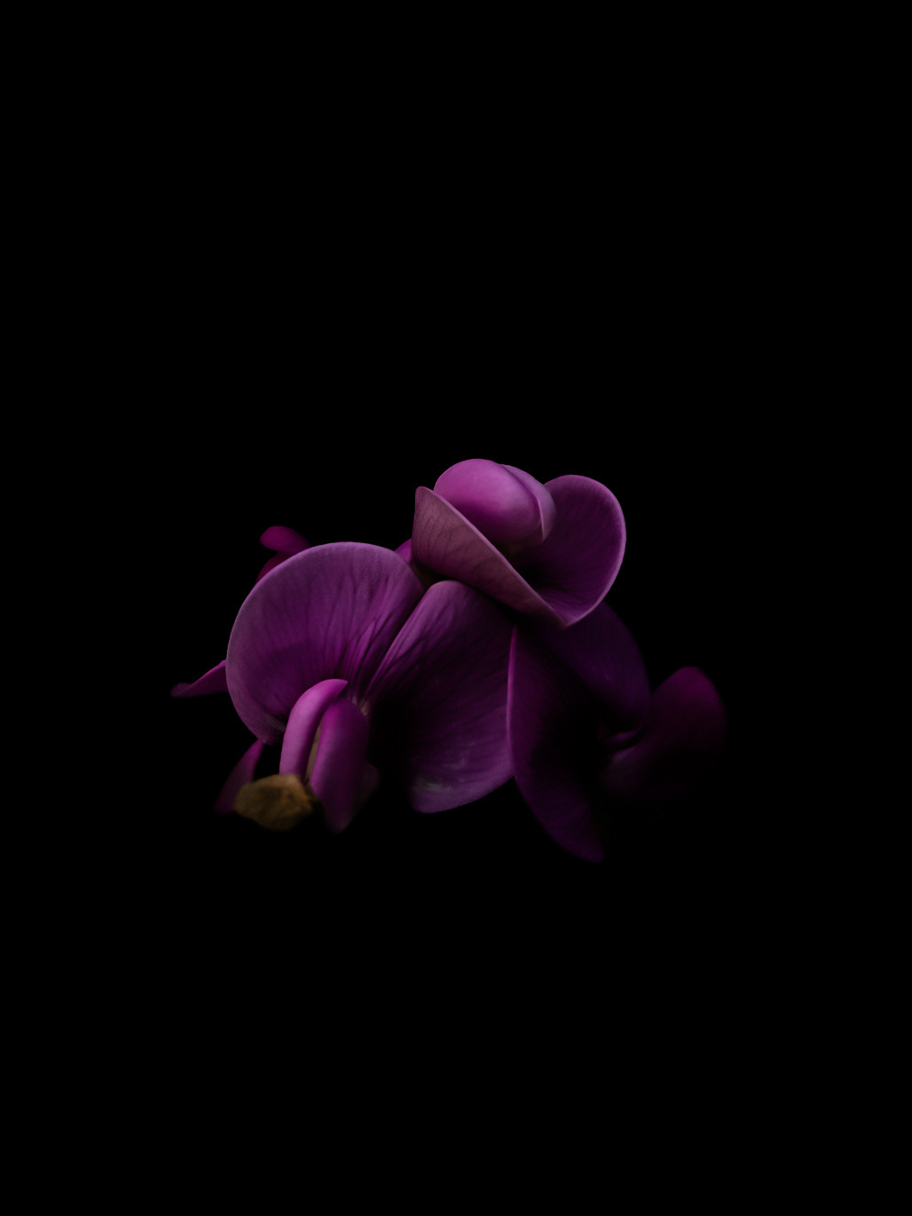 Intimacy series - Digital photography by Rita Margono