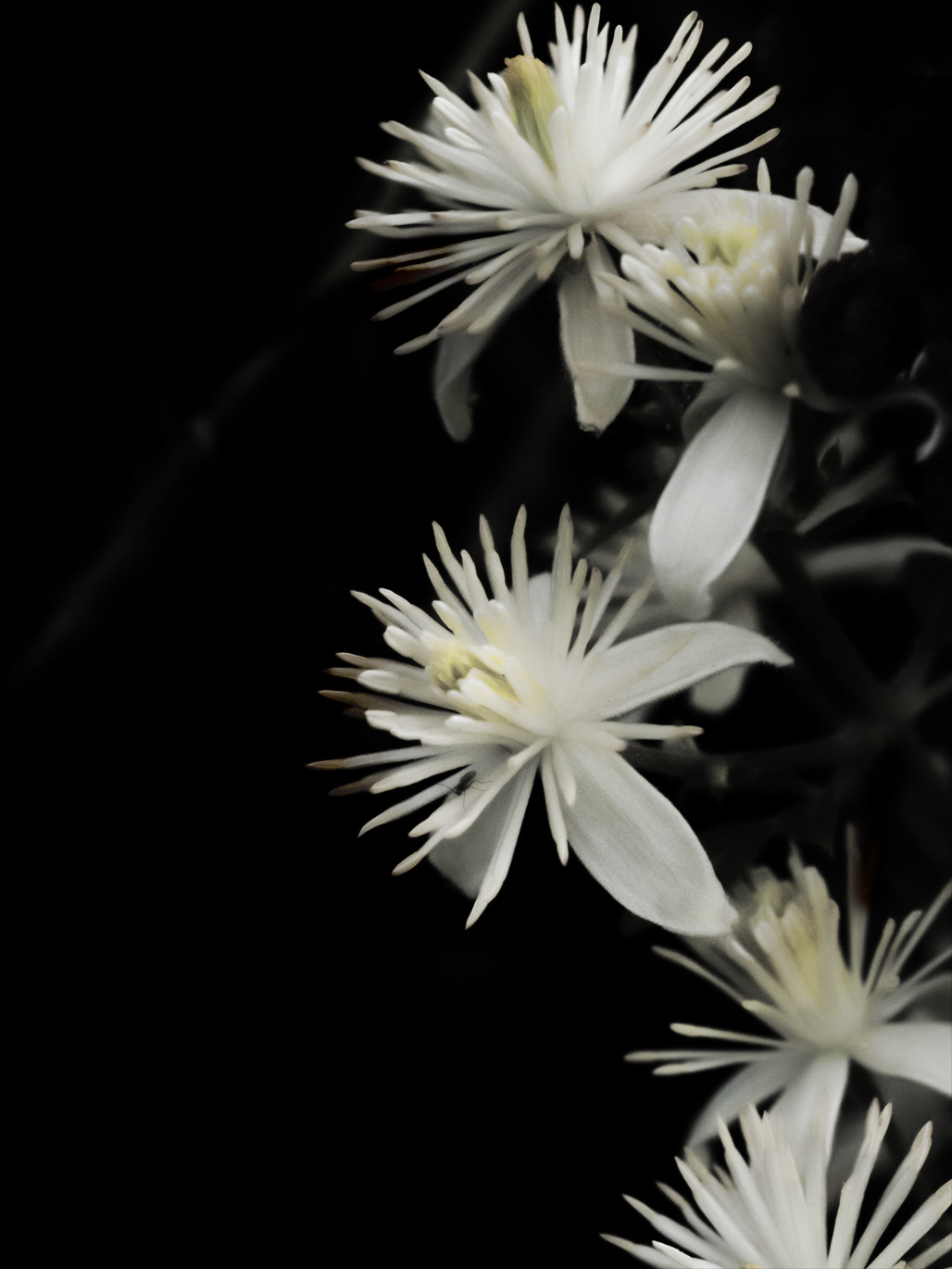 Intimacy series - Digital photography by Rita Margono