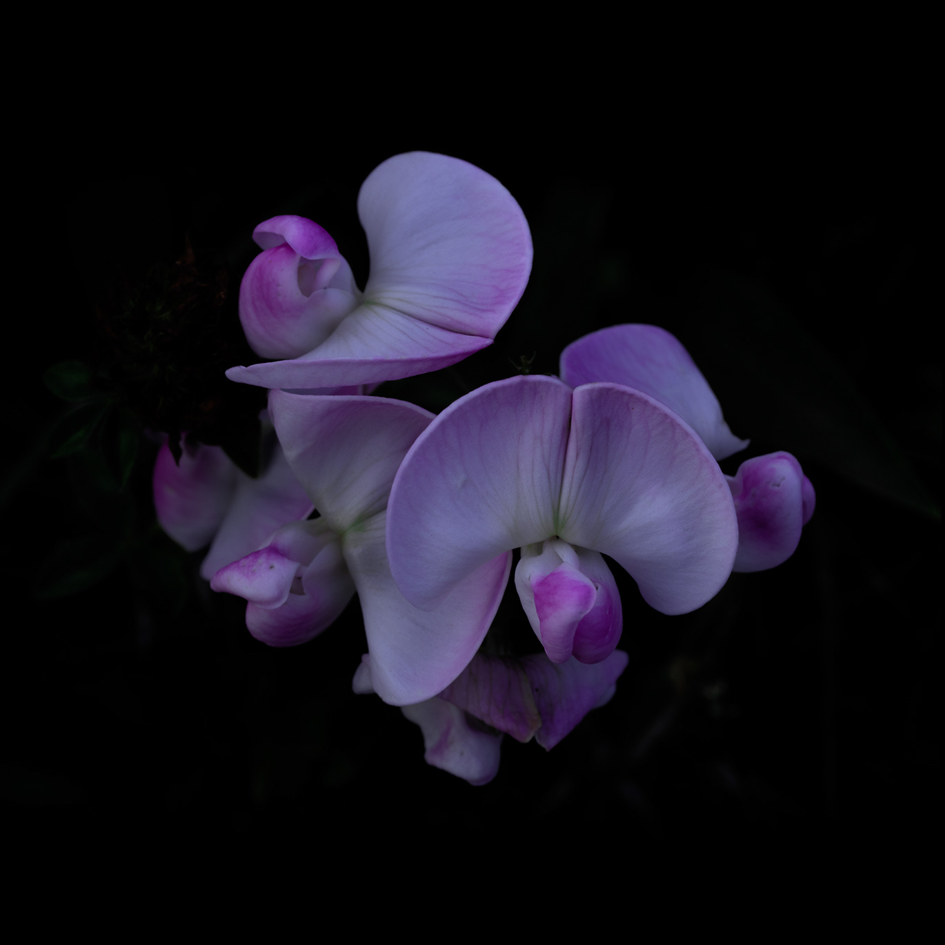 Intimacy series - Digital photography by Rita Margono