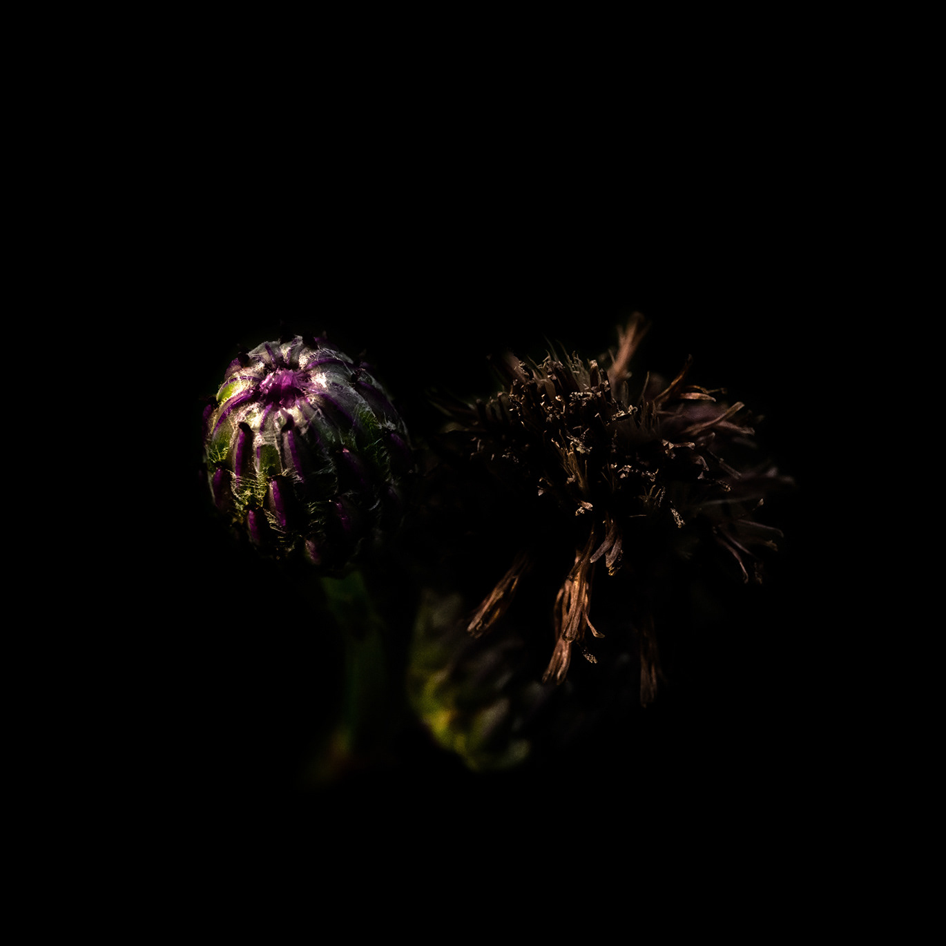 Intimacy series - Digital photography by Rita Margono